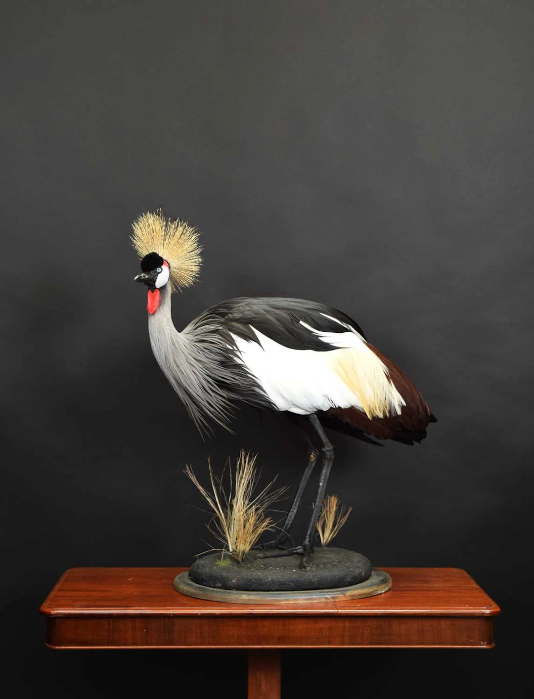 Taxidermy: Grey Crowned Crane (Balearica regulorum), modern, captive
