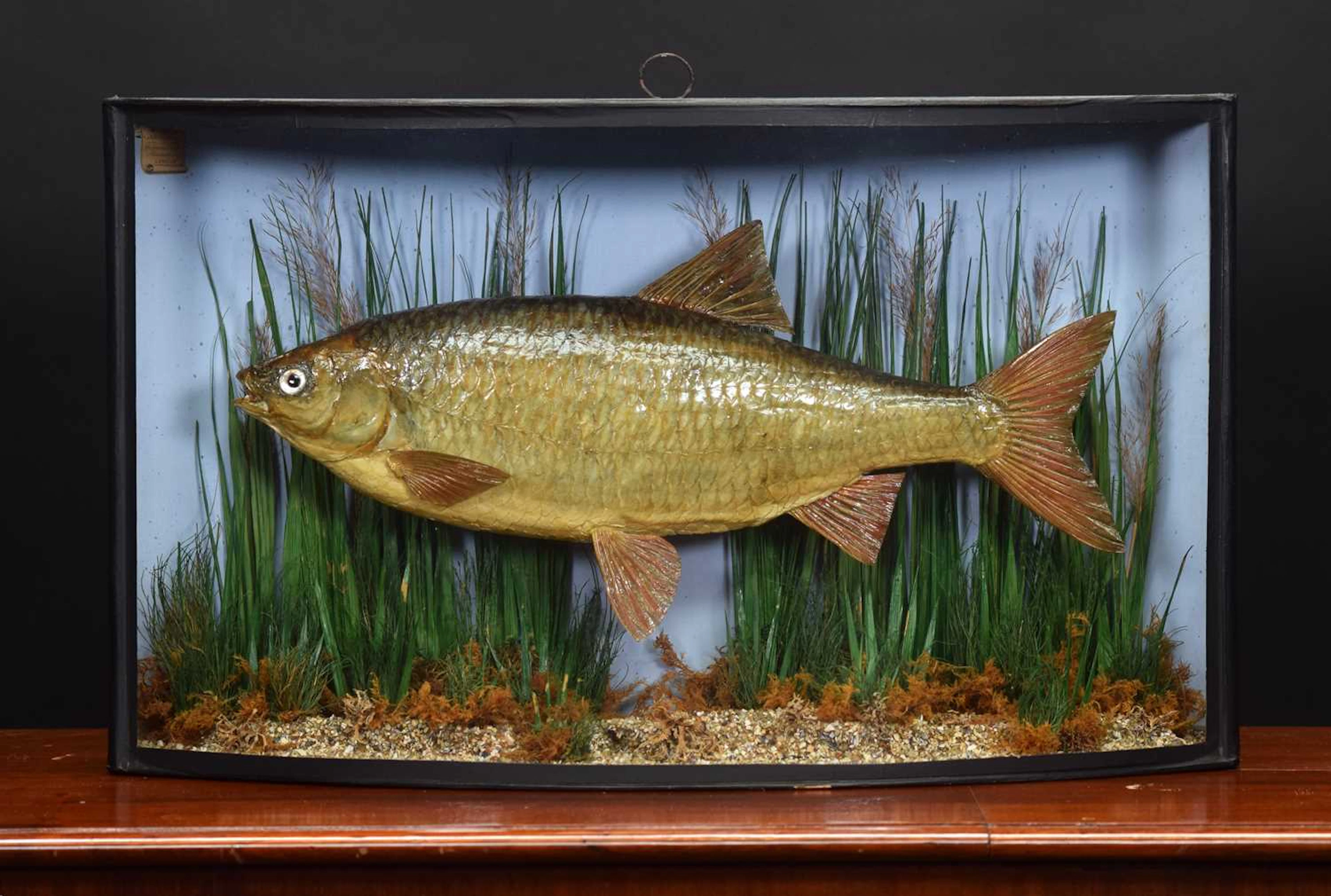 Taxidermy: A Late Victorian Cased Common Roach (Rutilus rutilus)
