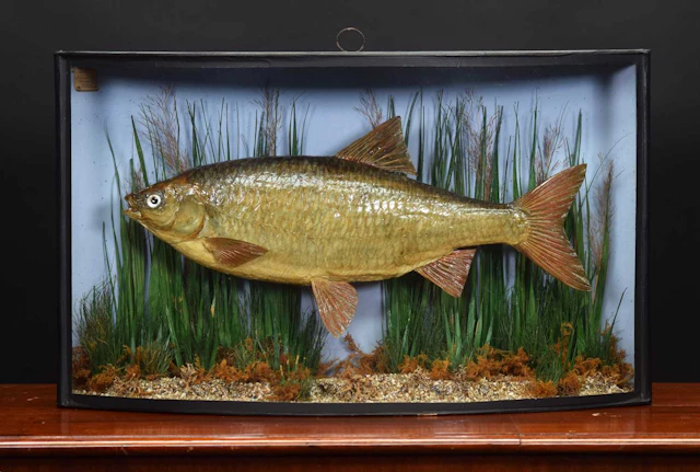 Taxidermy: A Late Victorian Cased Common Roach (Rutilus rutilus)