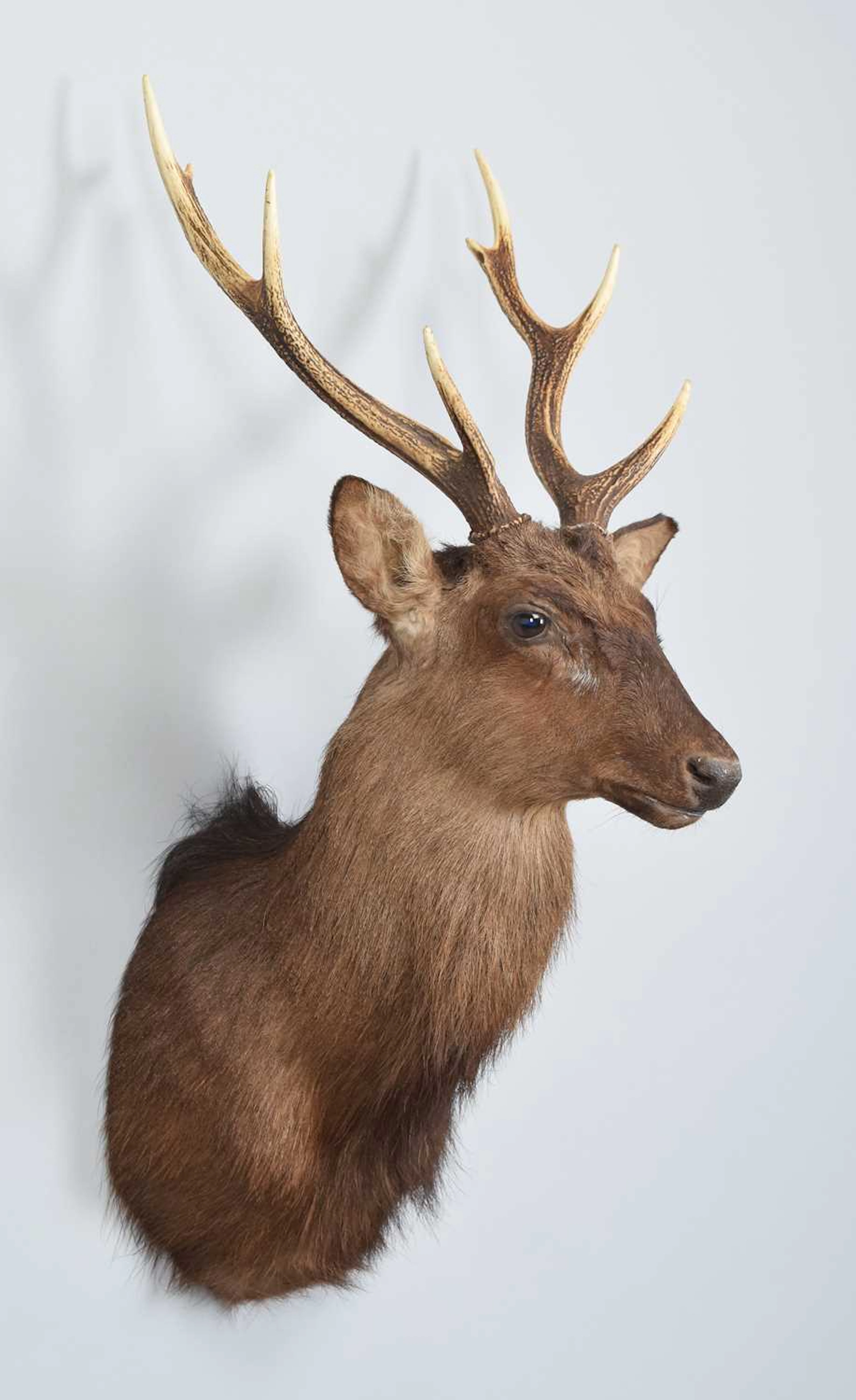 Taxidermy: Sika Deer (Cervus nippon), modern, (Cervus nippon)
