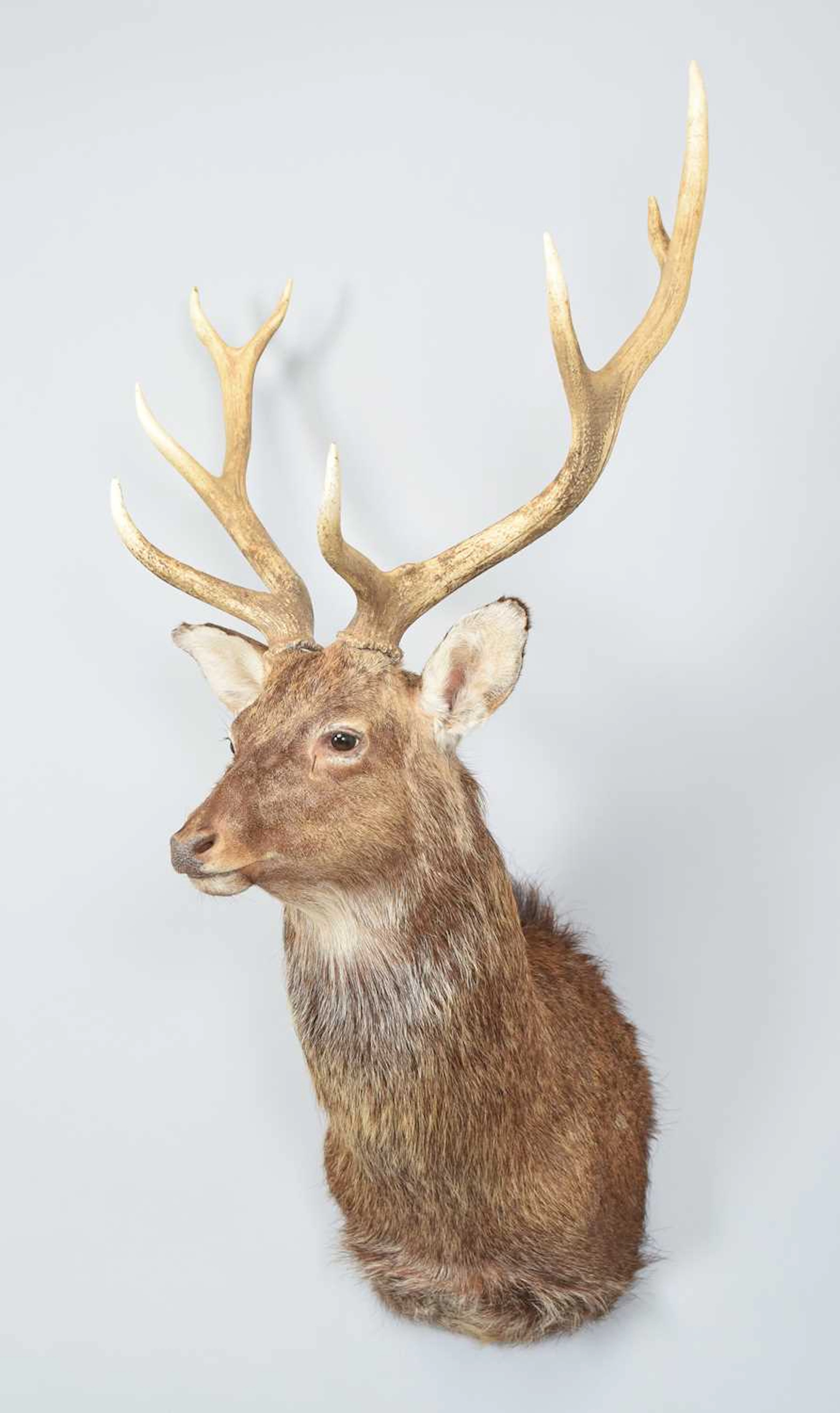 Taxidermy: Sika Deer (Cervus nippon), modern, (Cervus nippon)