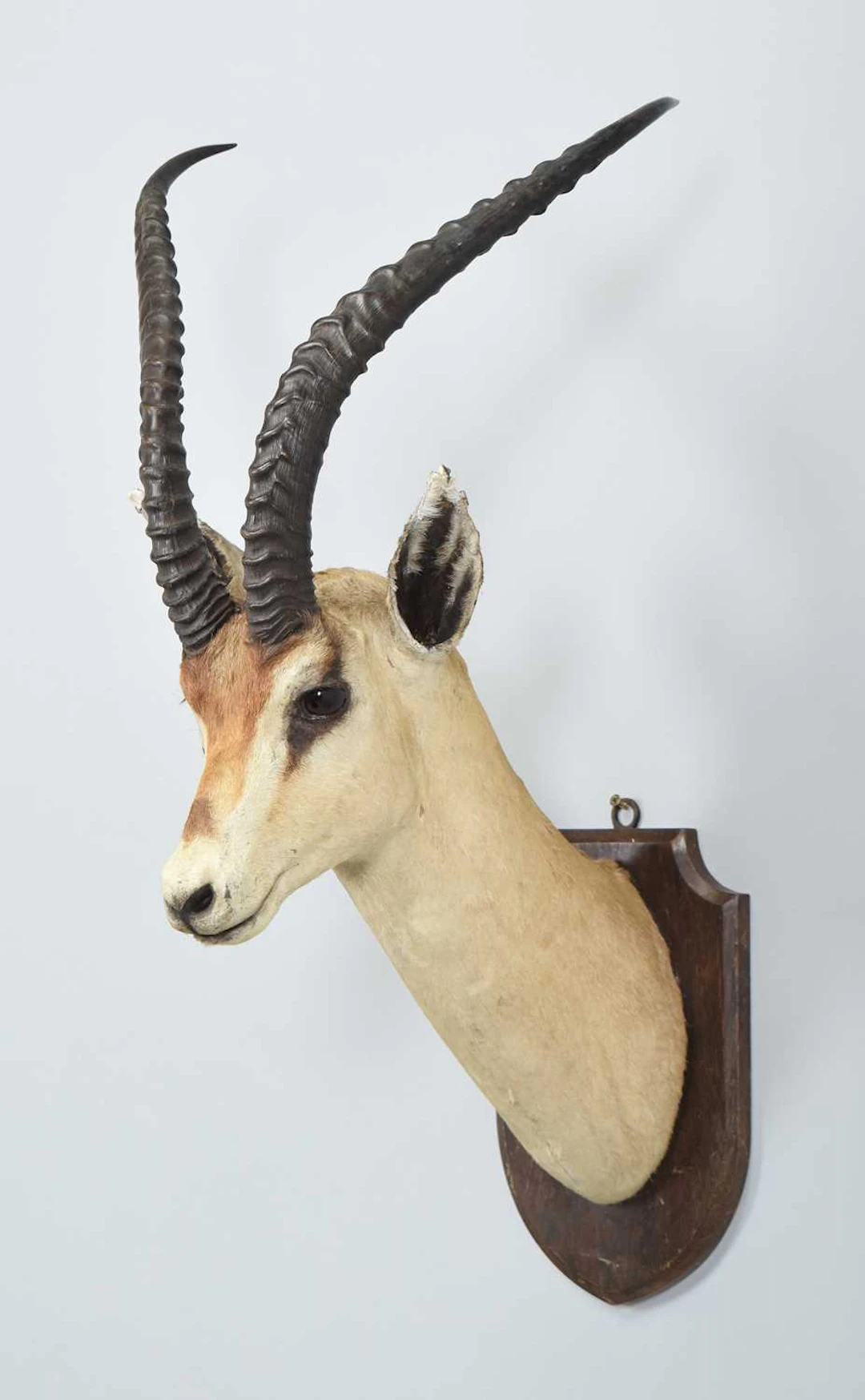 Taxidermy: Robert's Gazelle (Nanger granti robertsi), circa 1920-1930