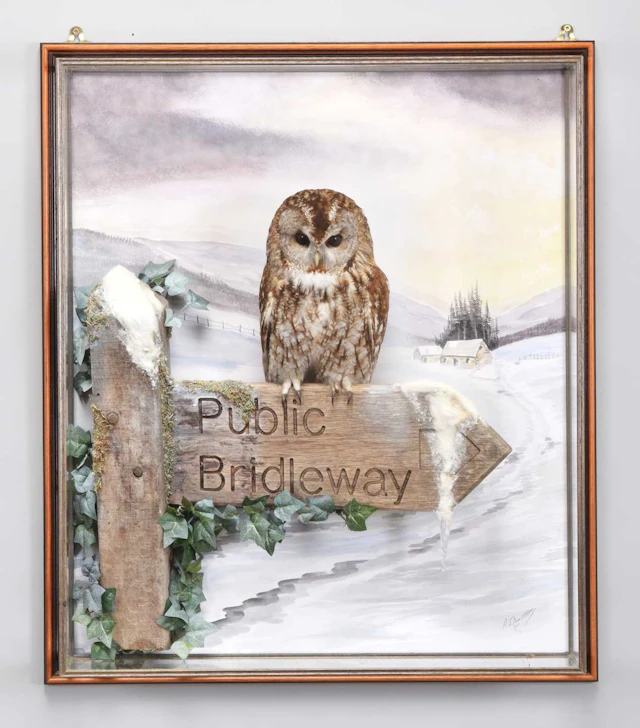 Taxidermy: A Wall Cased Tawny Owl (strix aluco), dated 2009, by A.J.