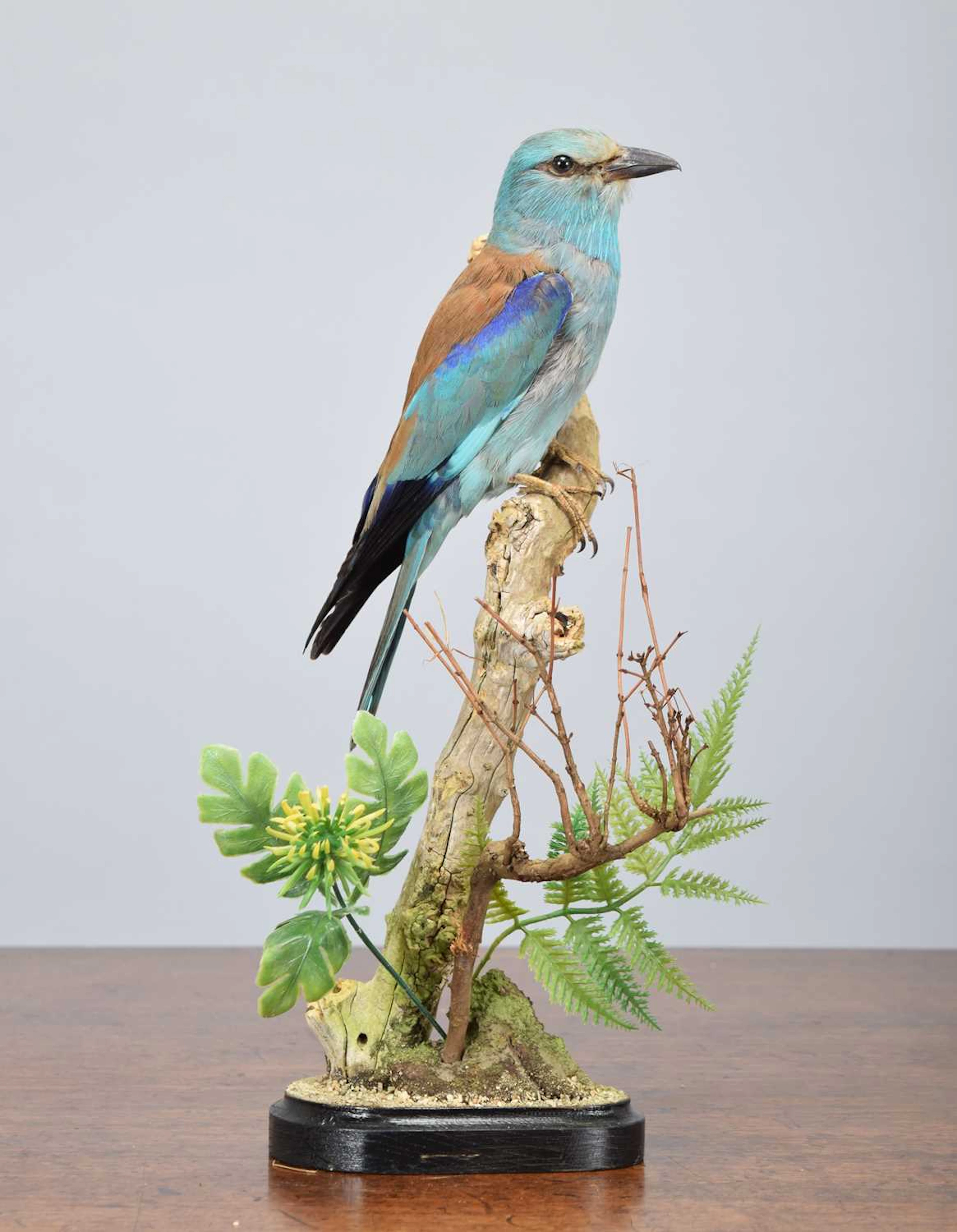 Taxidermy: European Roller (Coracias garrulus), modern, (Coracias