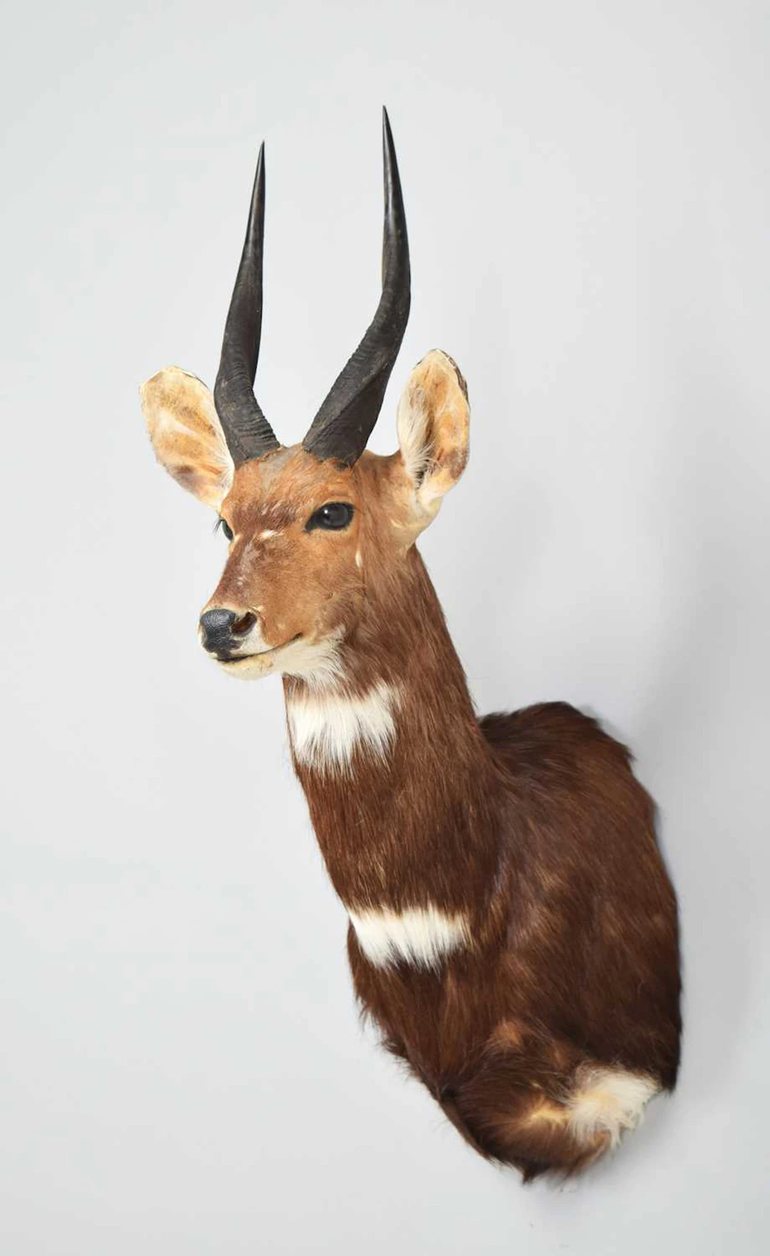 Taxidermy: Melenik's Bushbuck (Tragelaphus meneliki), modern, by Colin