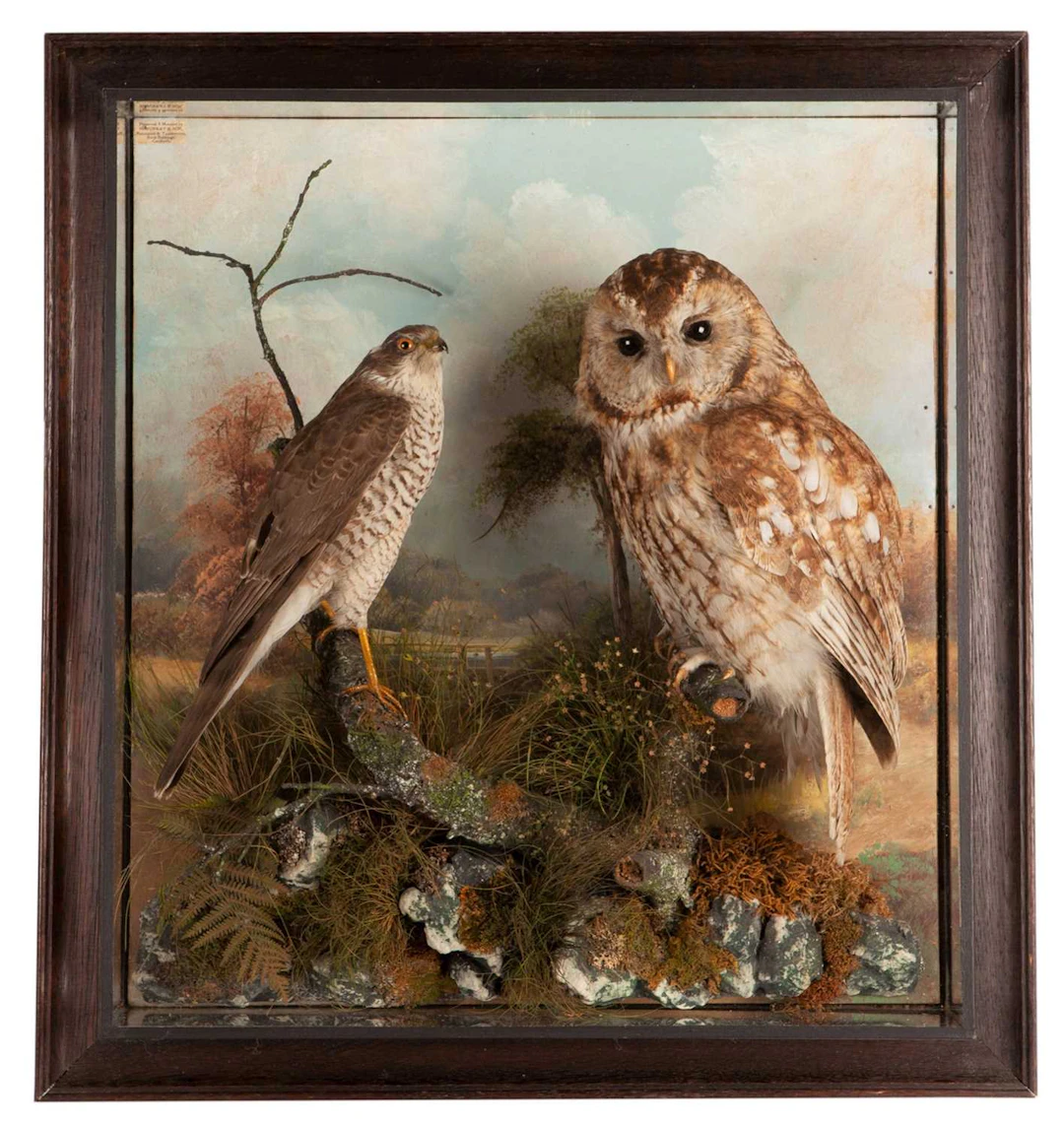 Taxidermy: A Wall Cased Tawny Owl & Sparrowhawk, circa 1930, by Henry