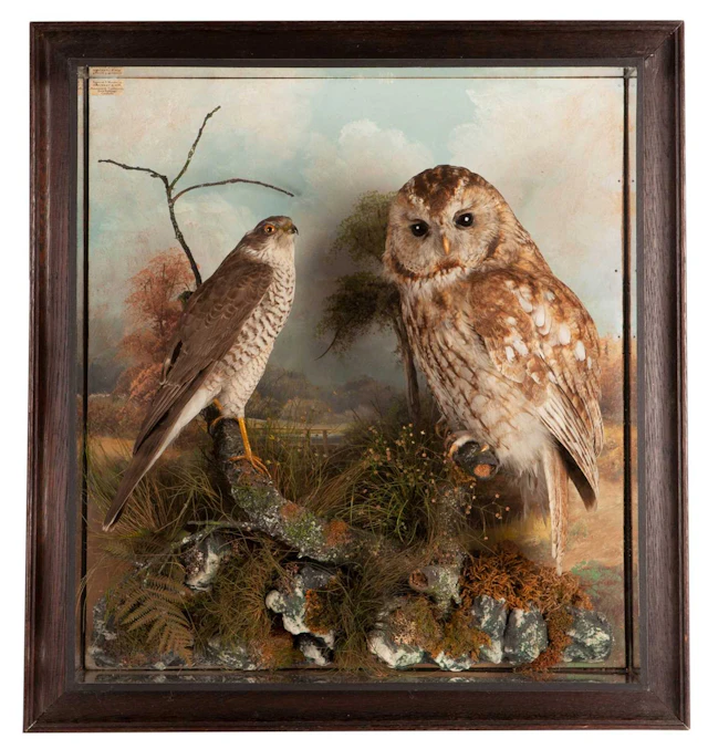 Taxidermy: A Wall Cased Tawny Owl & Sparrowhawk, circa 1930, by Henry