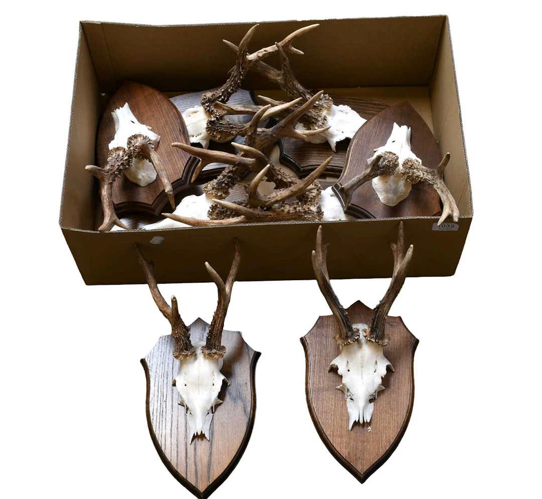 Antlers/Horns: A Group of Large Medal Class Roebuck Antlers (Capreolus