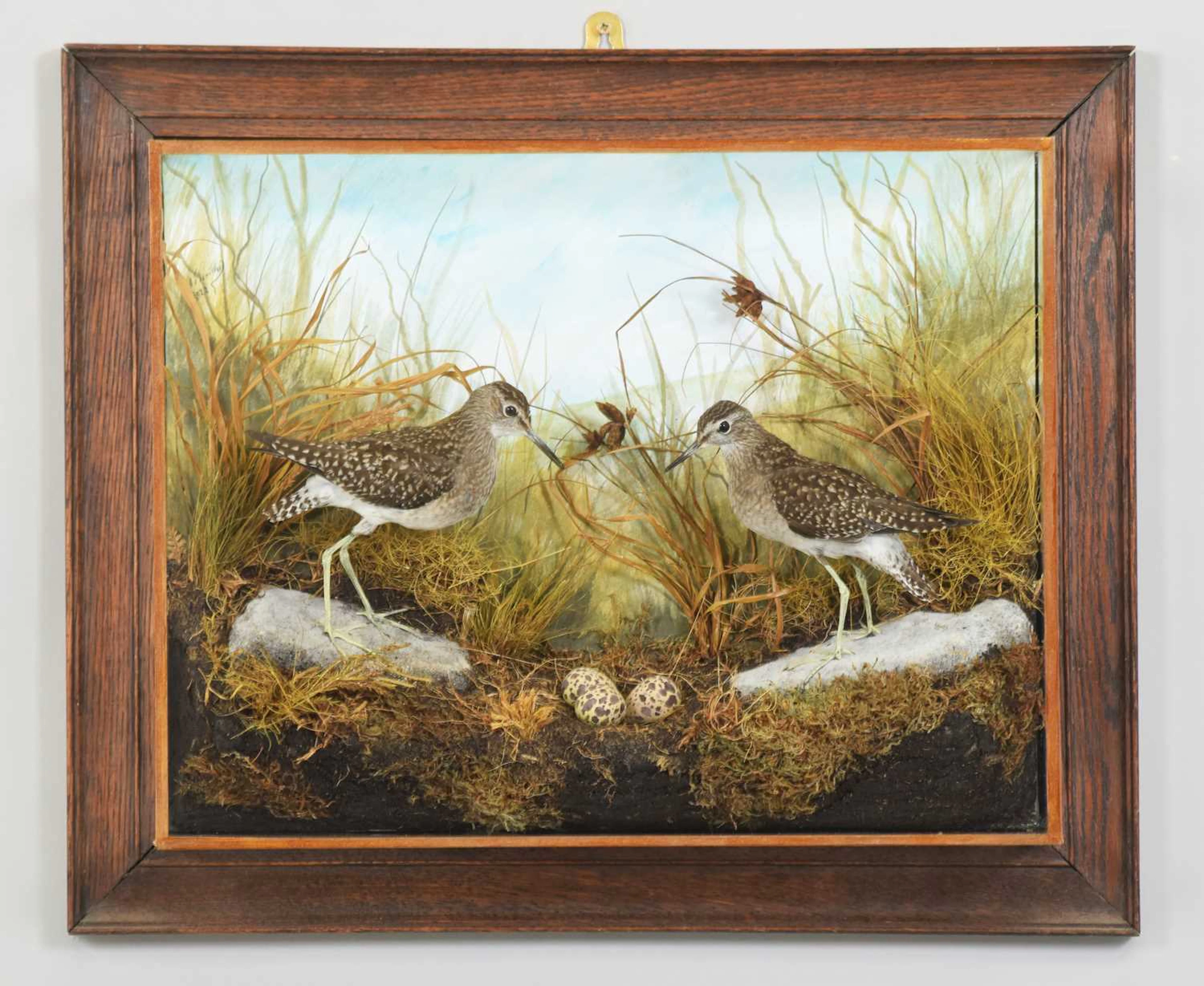 Taxidermy: A Wall Cased Pair of Green Sandpiper (Tringa ochropus)