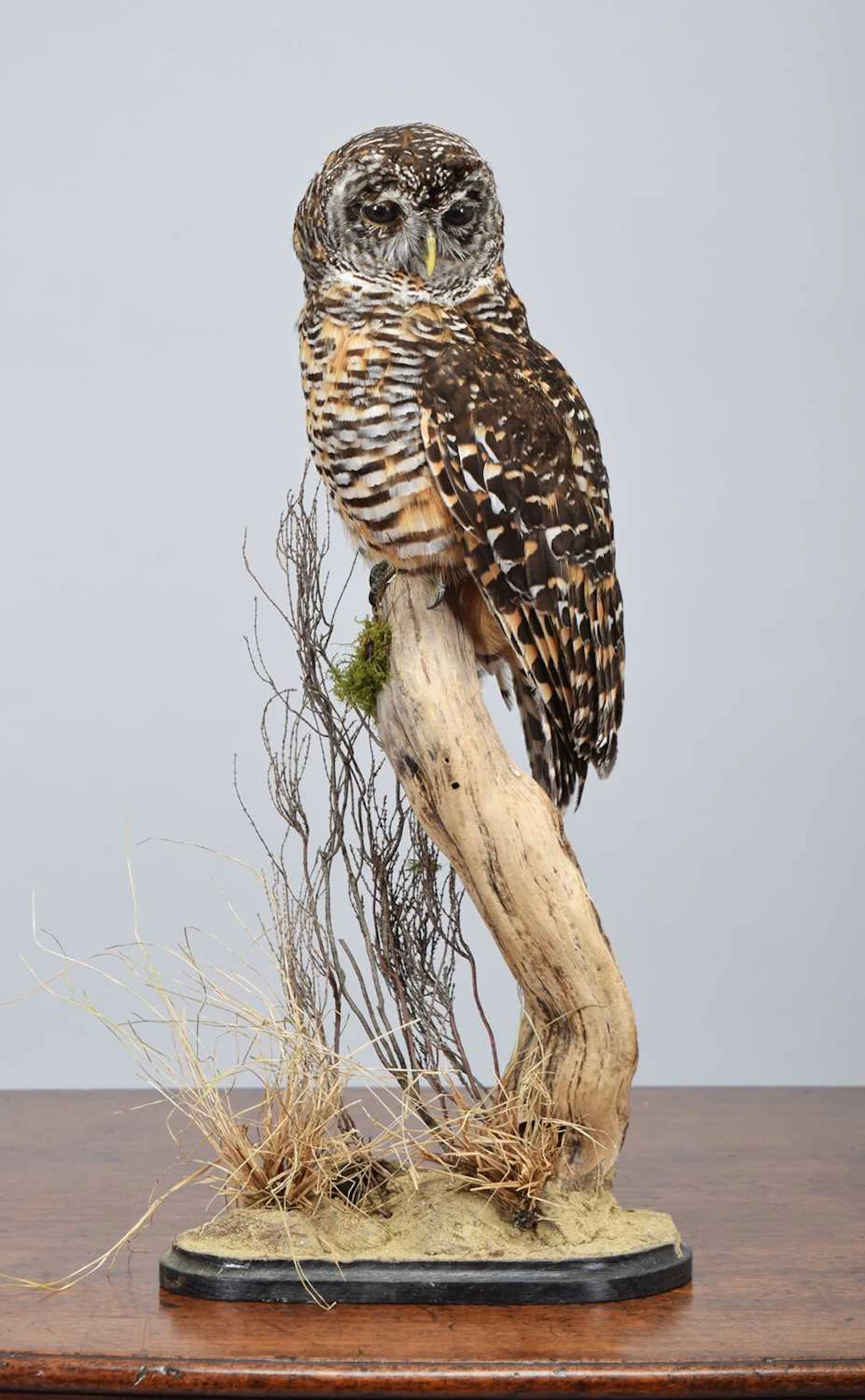 Taxidermy: Chaco Owl (Strix chacoensis), modern, captive bred, (Strix