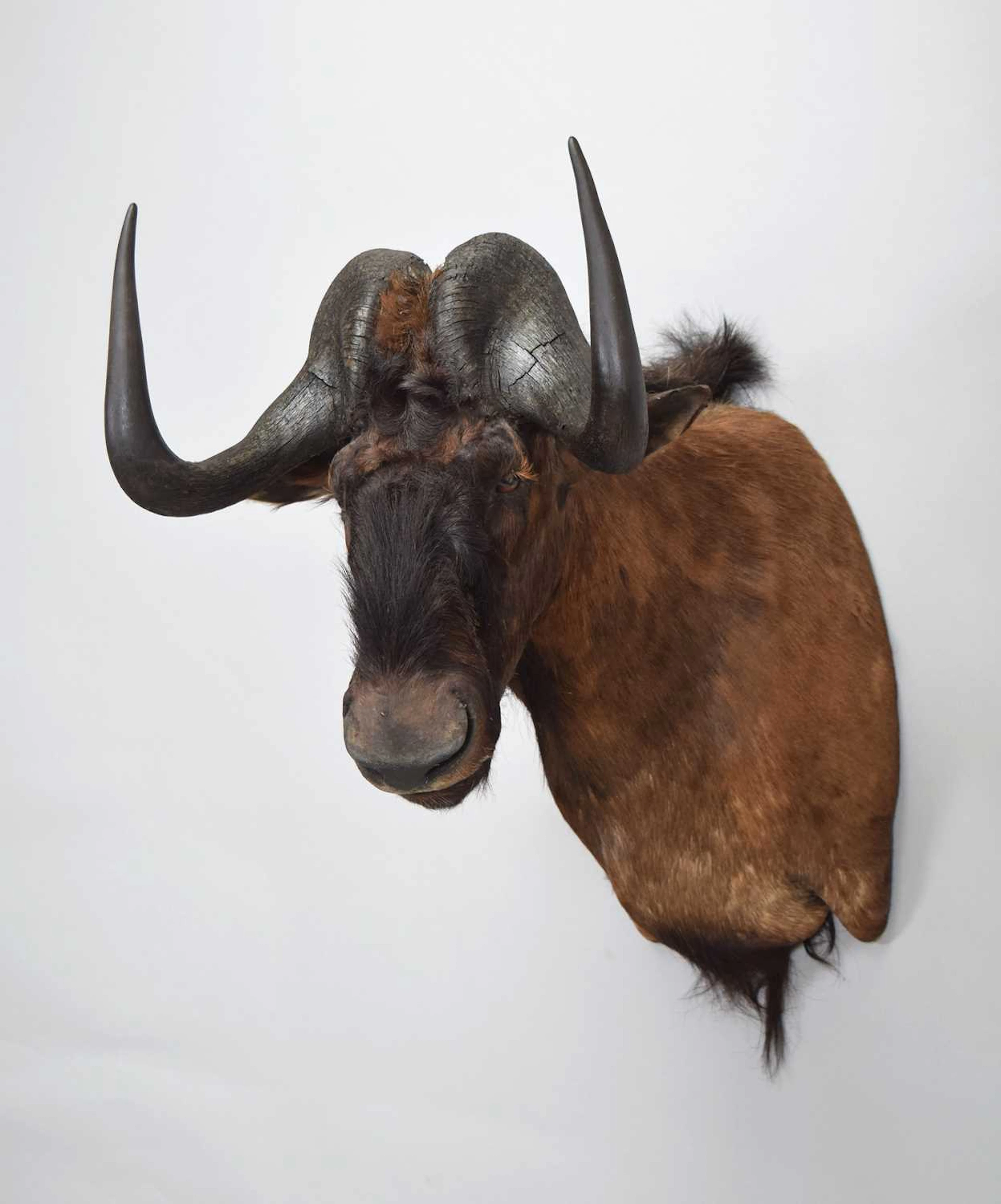 Taxidermy: Black Wildebeest (Connochaetes gnou), modern, (Connochaetes gnou