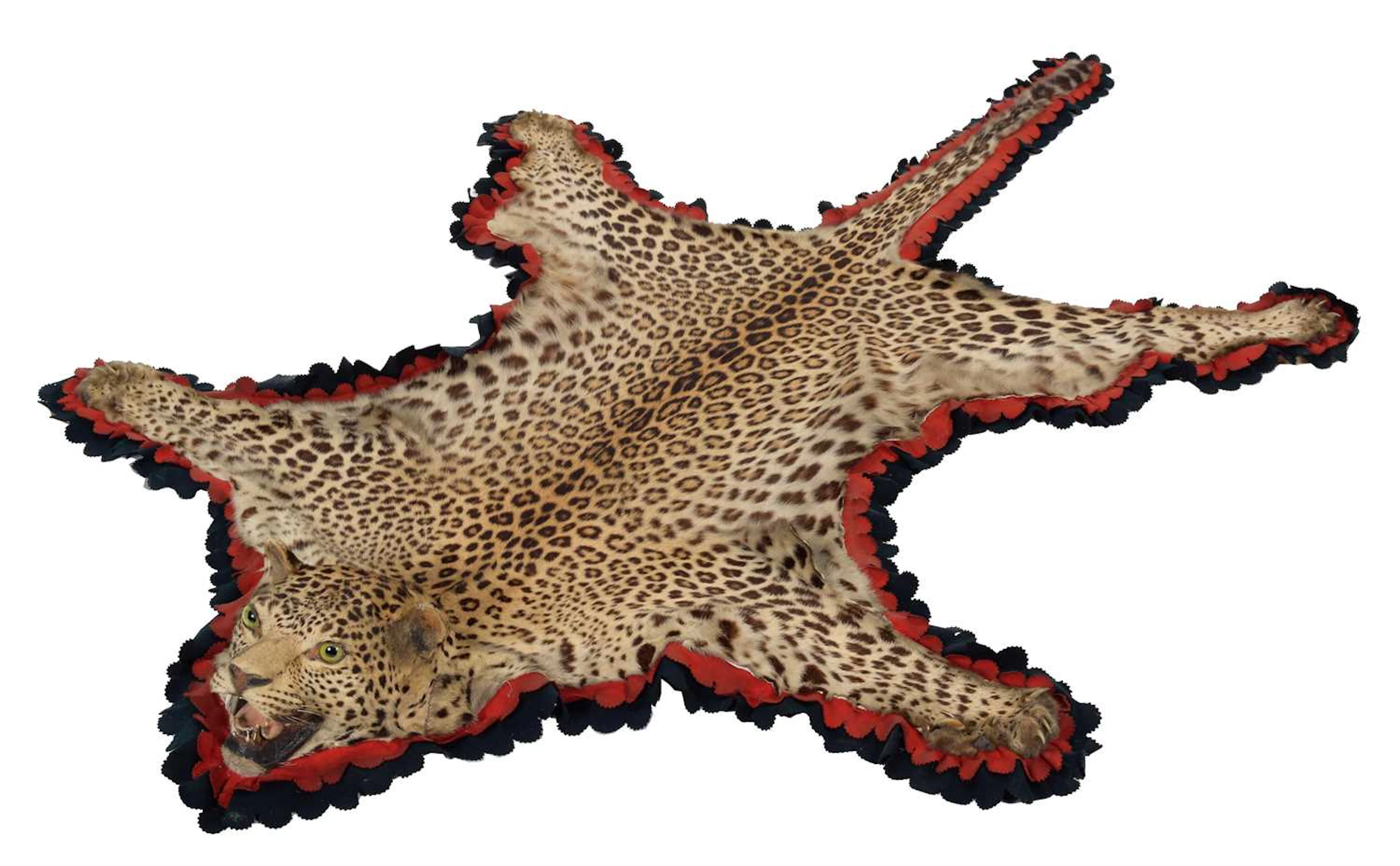 Taxidermy: Indian Leopard Skin Rug (Panthera pardus fusca), circa
