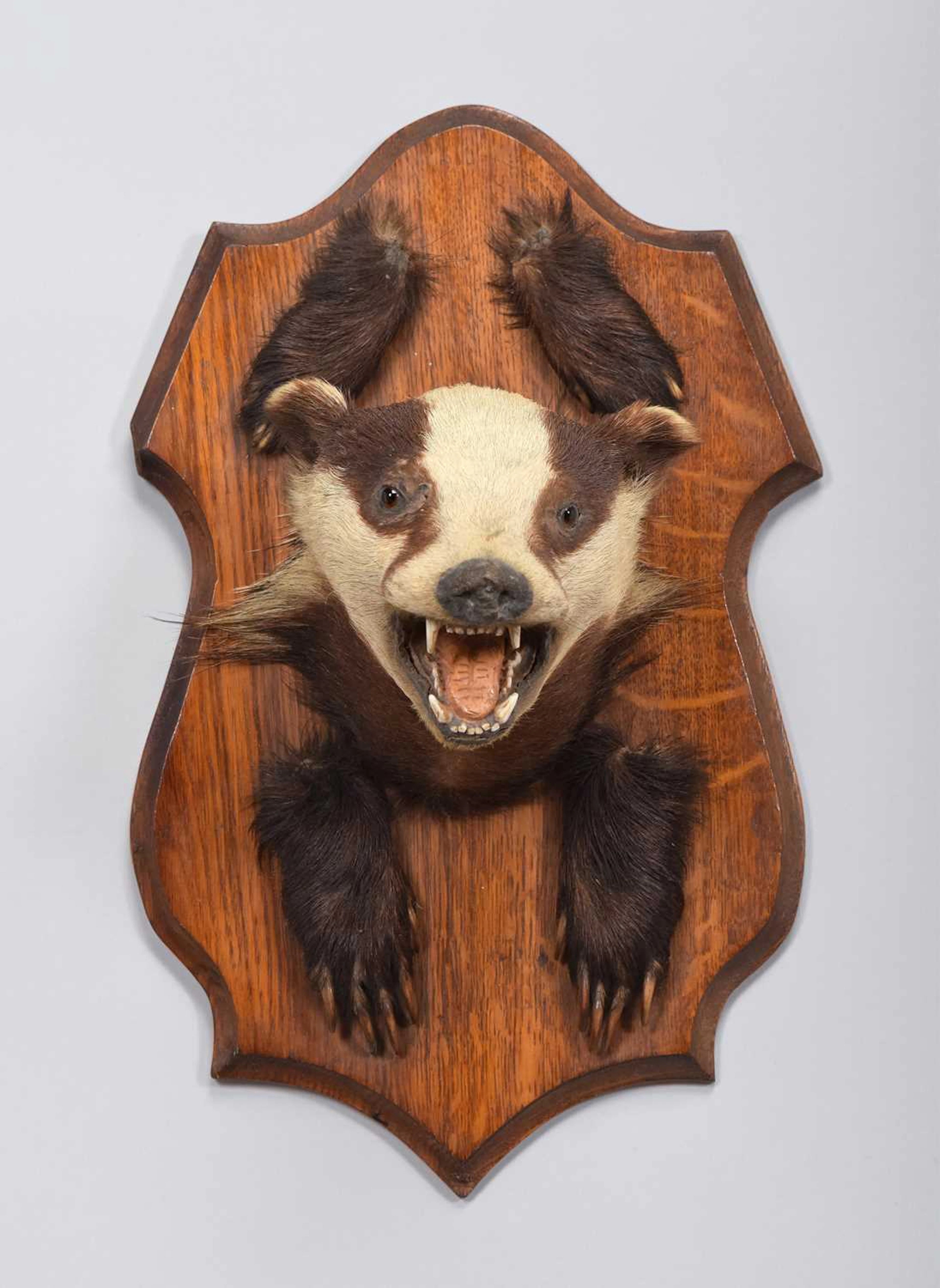 Taxidermy: A European Badger Mask and Pads (Meles meles), by George