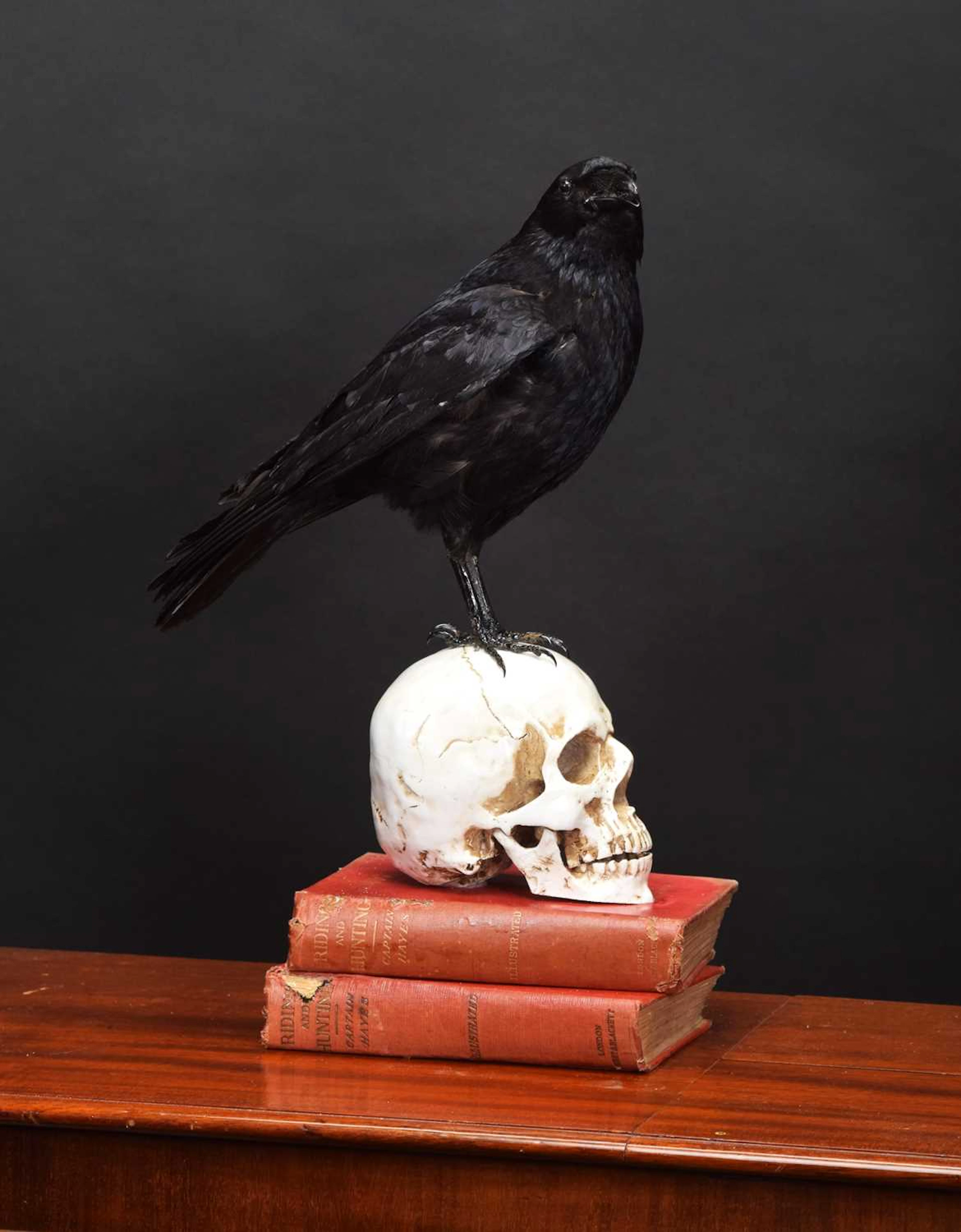 Taxidermy: A Carrion Crow on a Human Skull (Corvus corone), modern