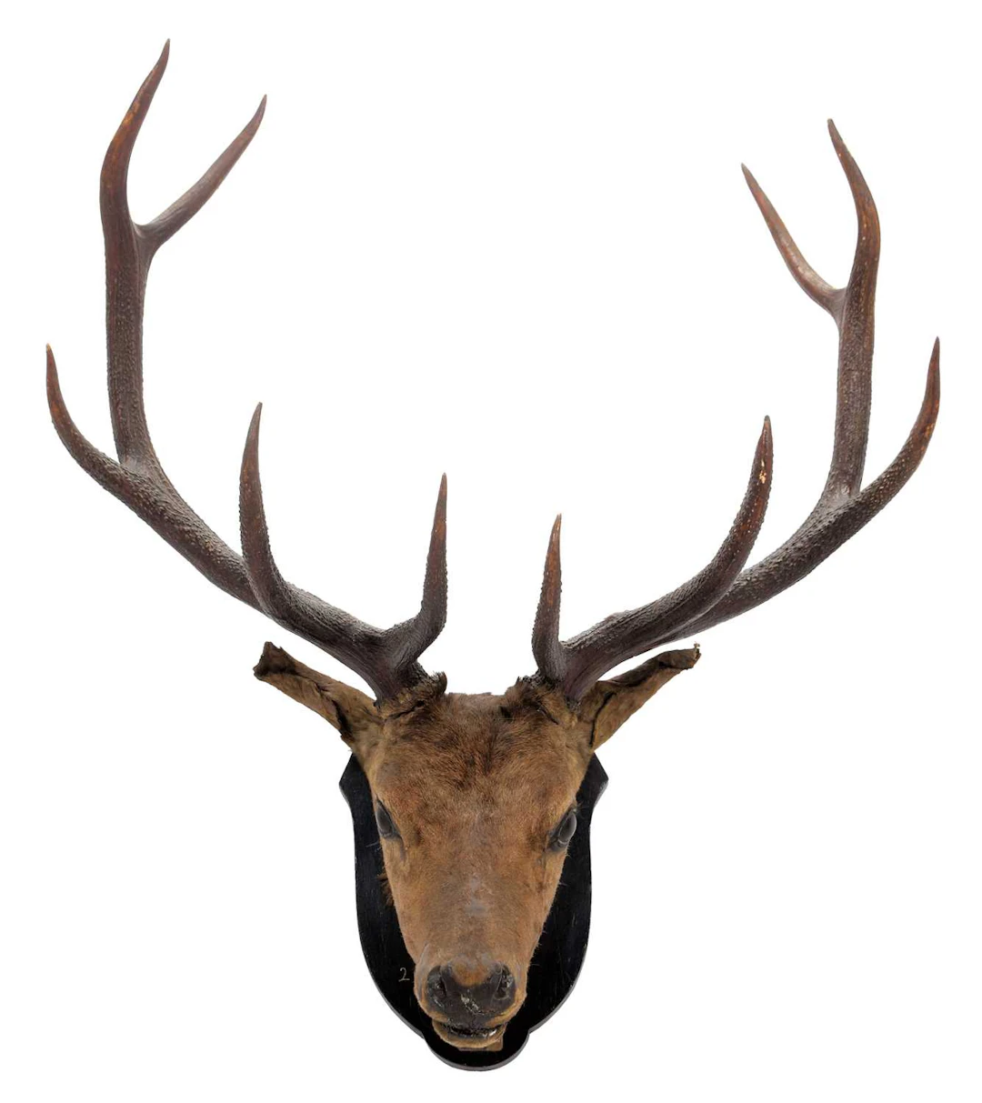 Taxidermy: Hangul or Kashmir Deer (Cervus elaphus hanglu), dated 06th