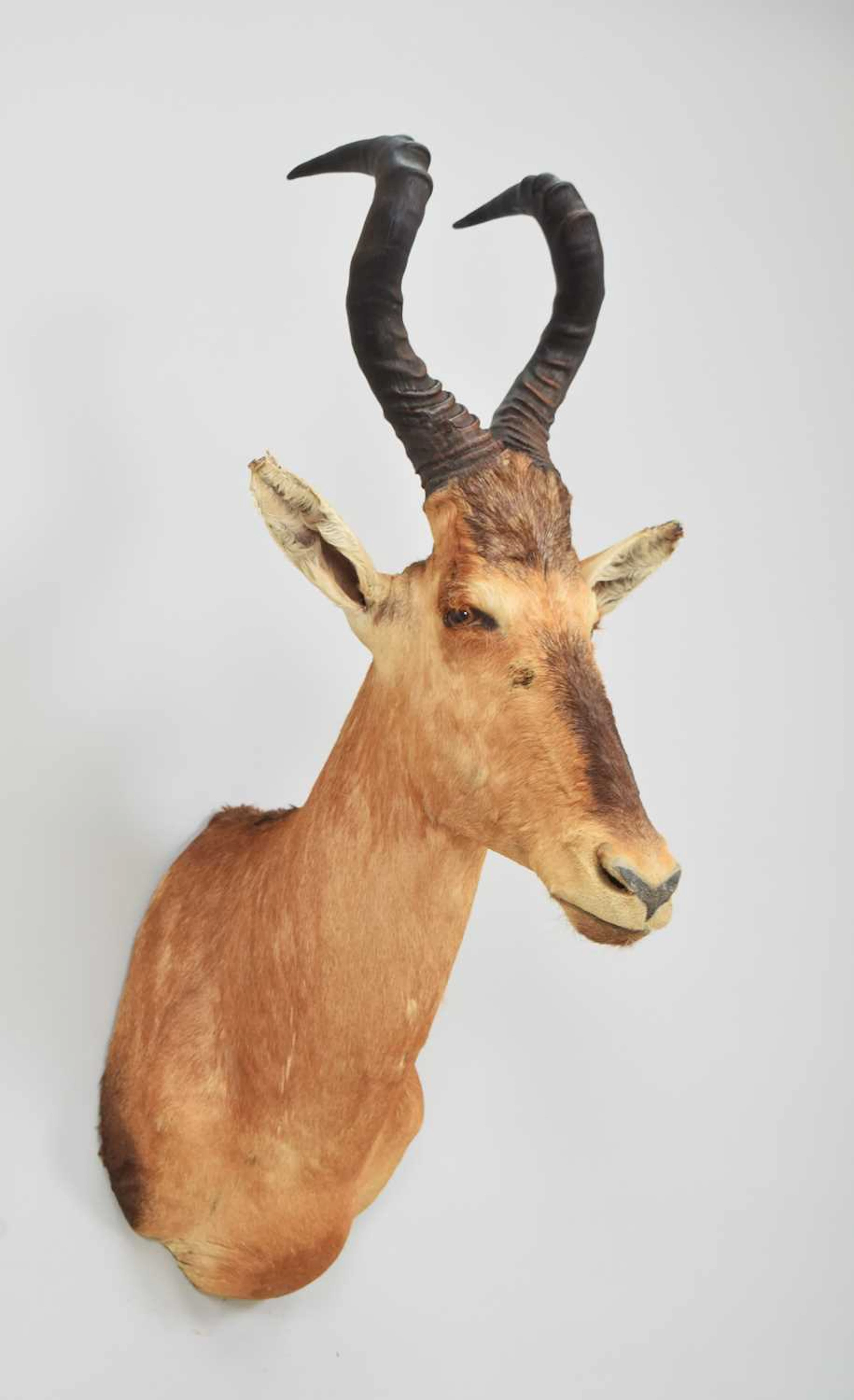 Taxidermy: Cape Red Hartebeest (Alcelaphus caama), modern, by Colin