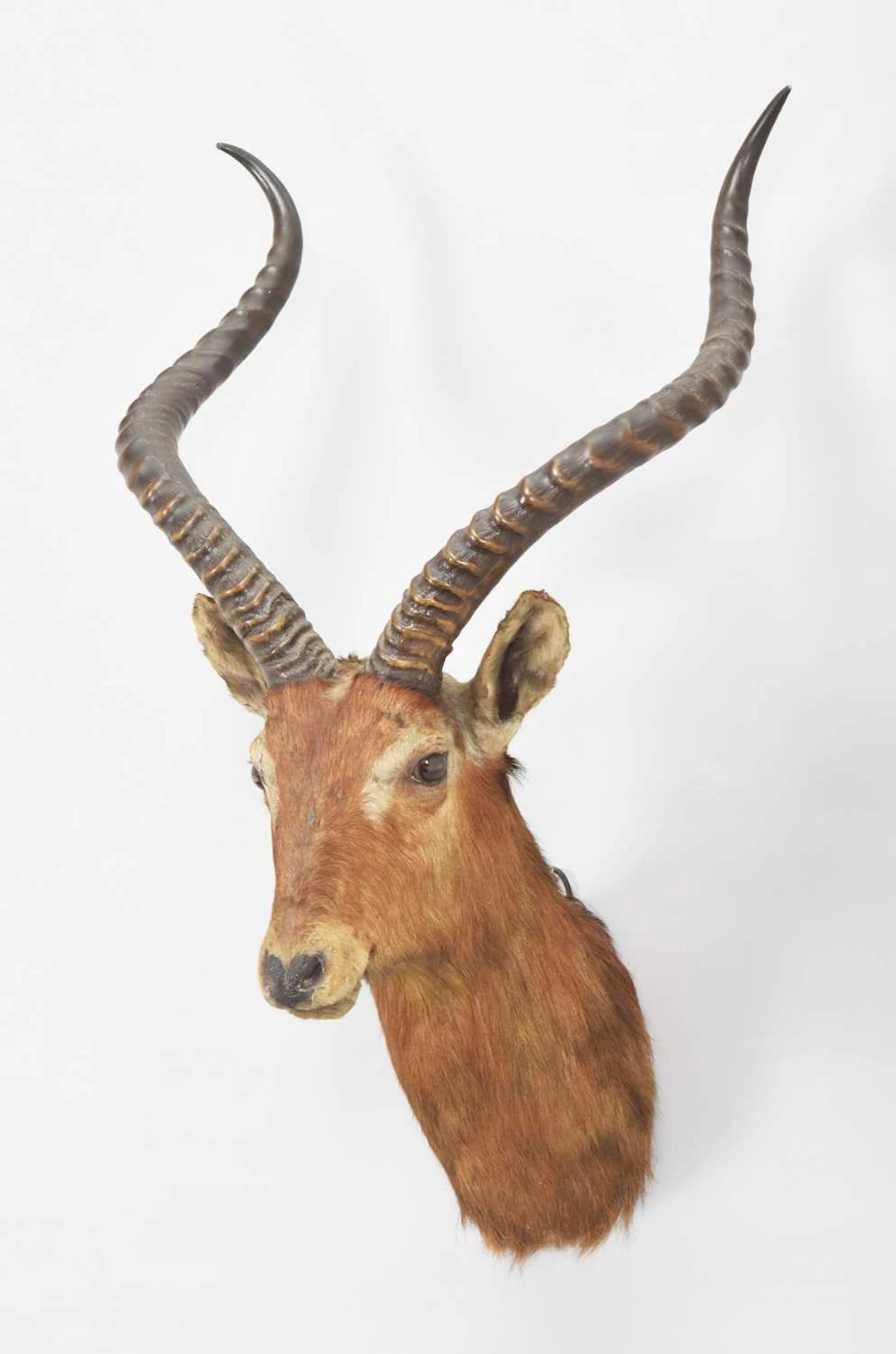 Taxidermy: Nile Lechwe (Kobus magaceros), circa 1910, by Rowland Ward