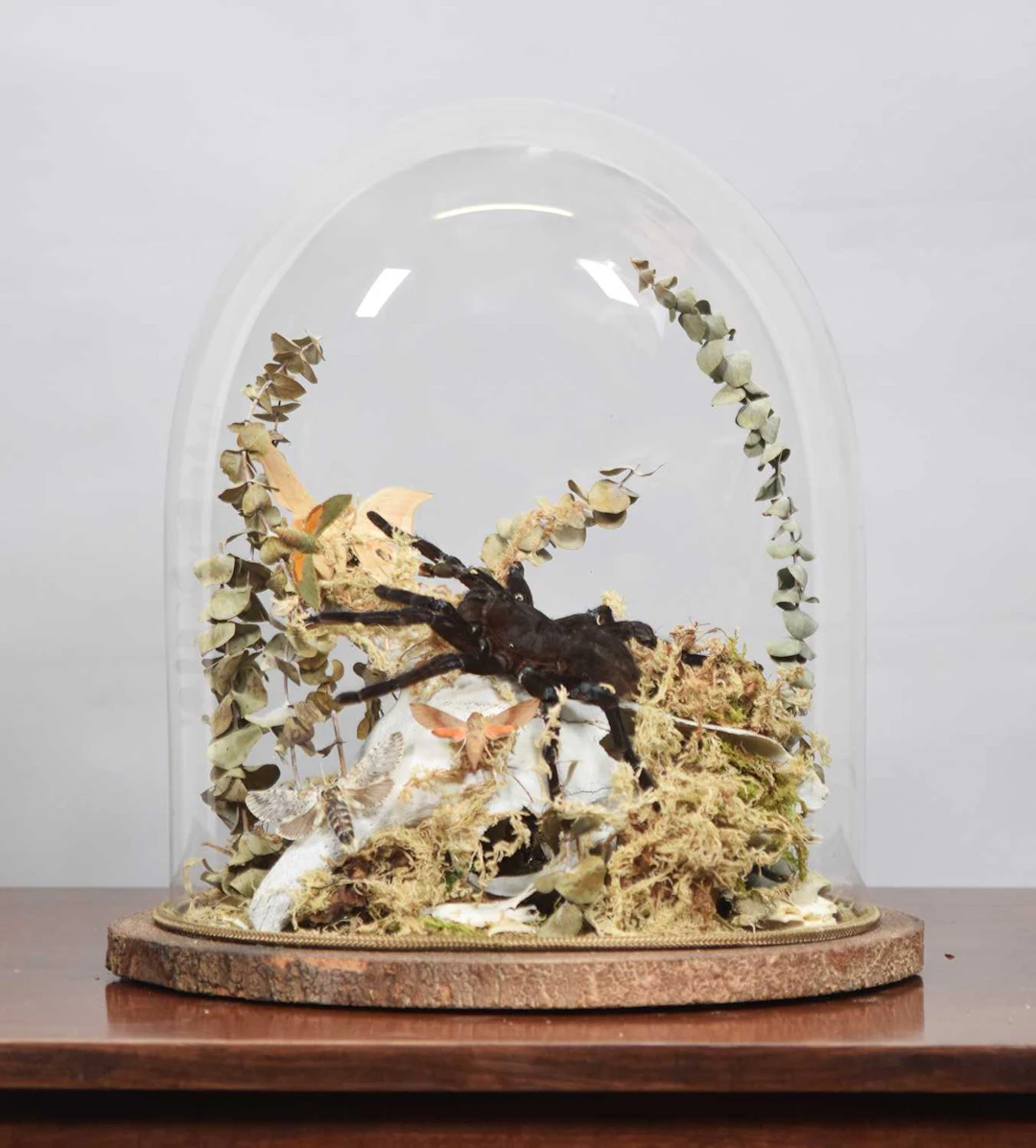 Araneology:, A Large Preserved Tarantula Under a Dome