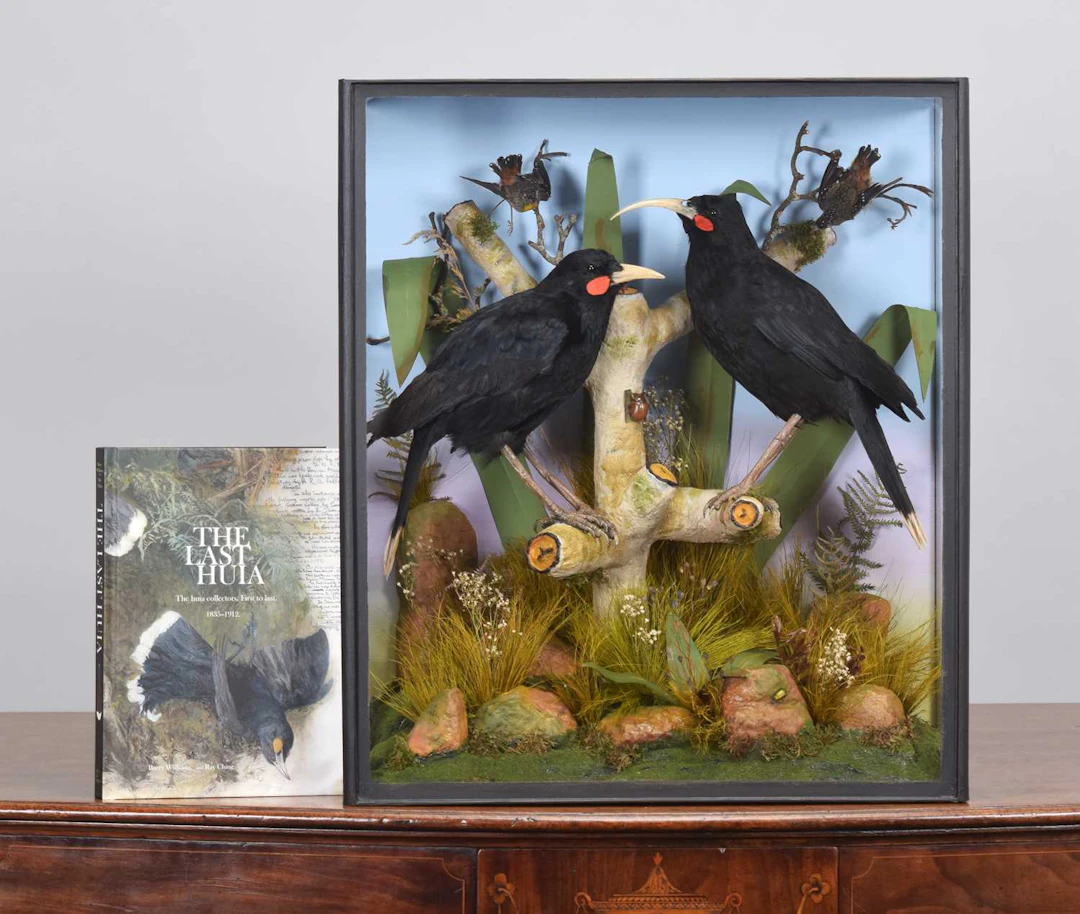 Taxidermy: A Cased Recreation of Extinct New Zealand Huia (†Heteralocha