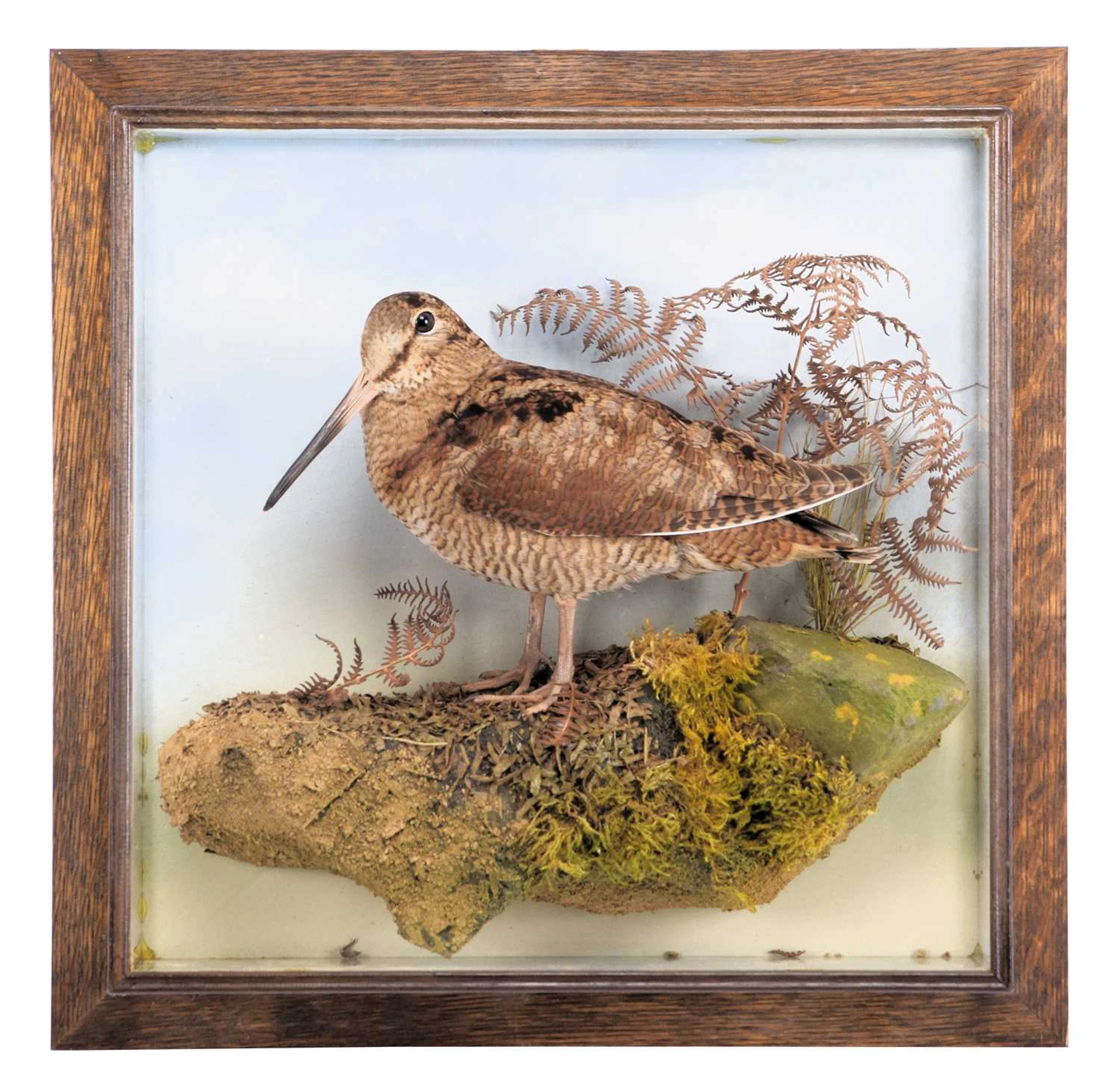 Taxidermy: A Wall Cased European Woodcock (Scolopax rusticola), dated