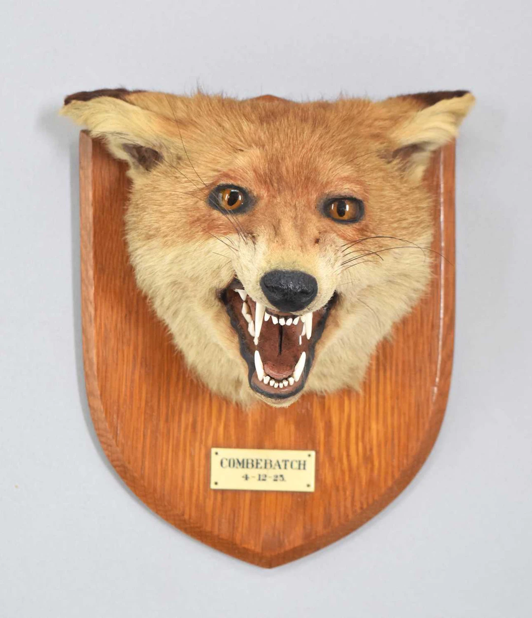 Taxidermy: European Red Fox Mask (Vulpes vulpes), dated 1923, by Army