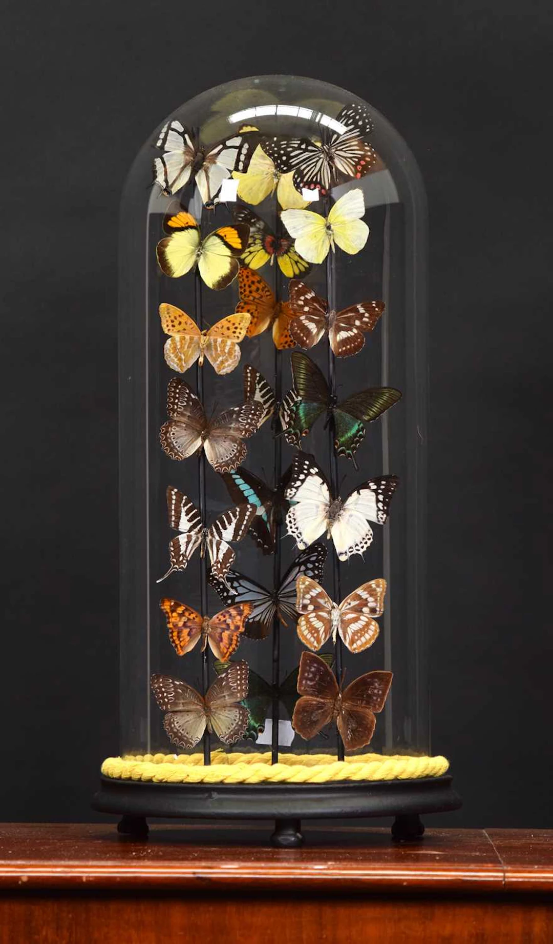 Entomology: A Colourful Display of Tropical Butterflies & Moths, modern