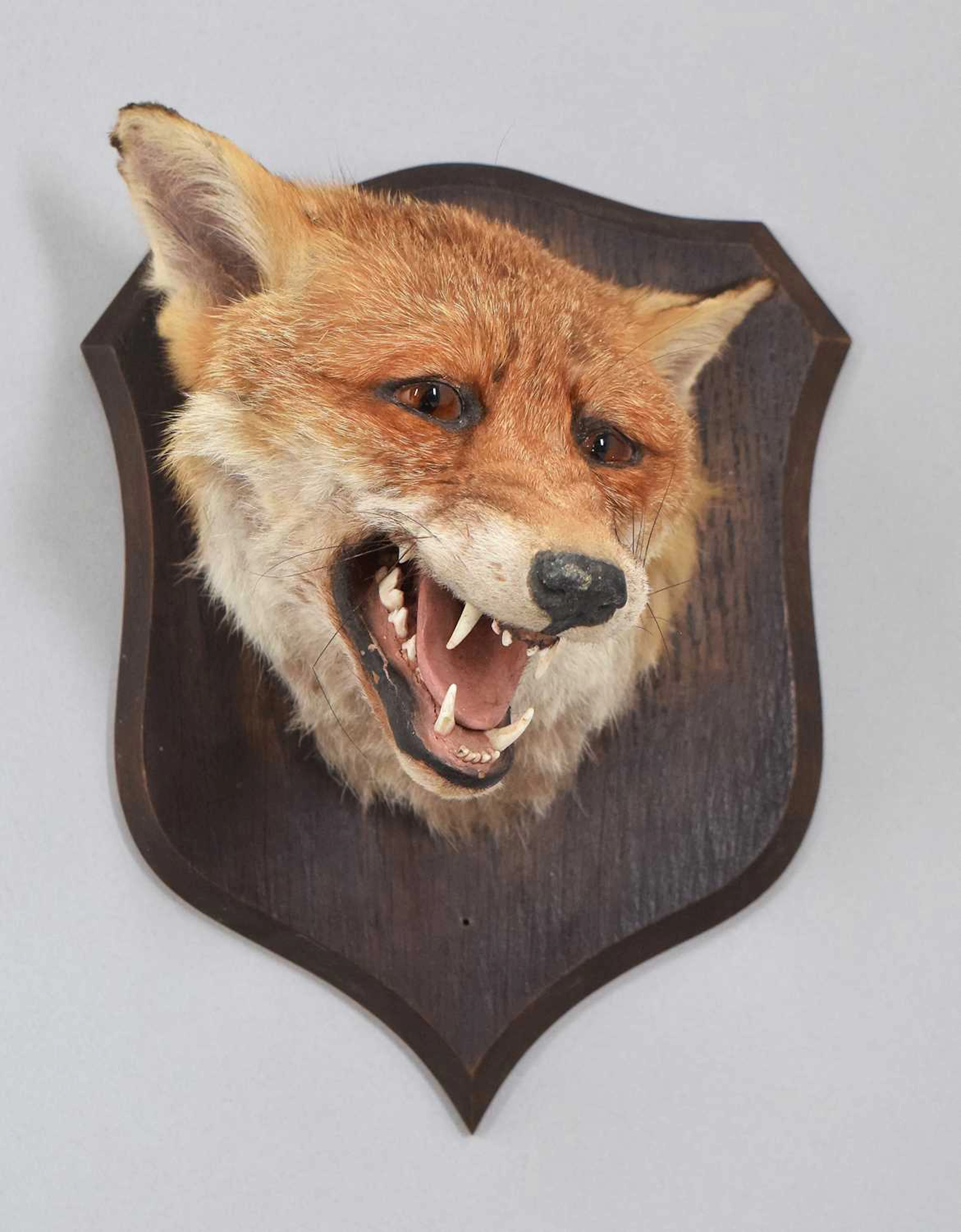 Taxidermy: Red Fox Mask (Vulpes vulpes), early 20th century, by Peter