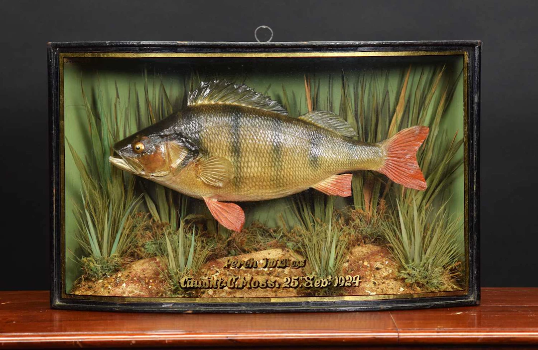 Taxidermy: A Cased Perch (Perca fluviatilis), dated September 1924