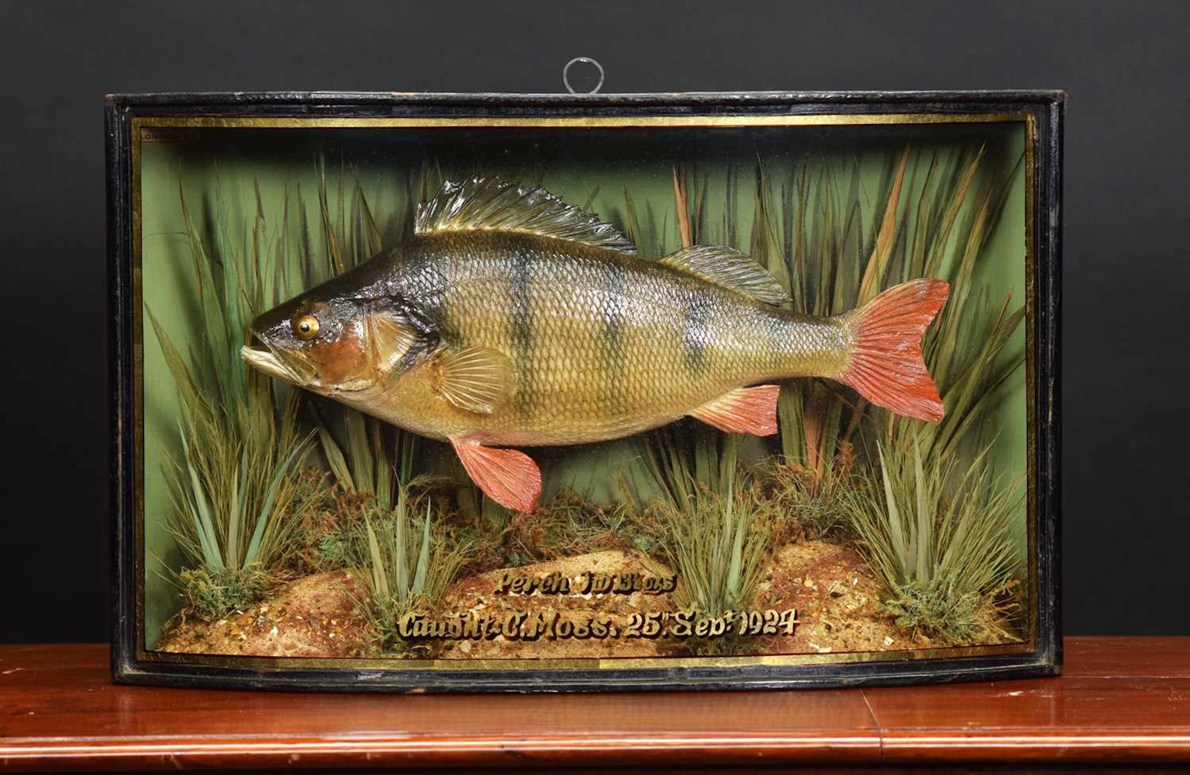 Taxidermy: A Cased Perch (Perca fluviatilis), dated September 1924