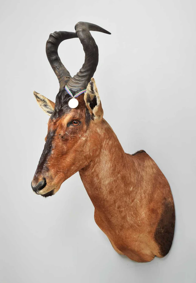 Taxidermy: Cape Red Hartebeest (Alcelaphus caama), 2016, Gold Medal