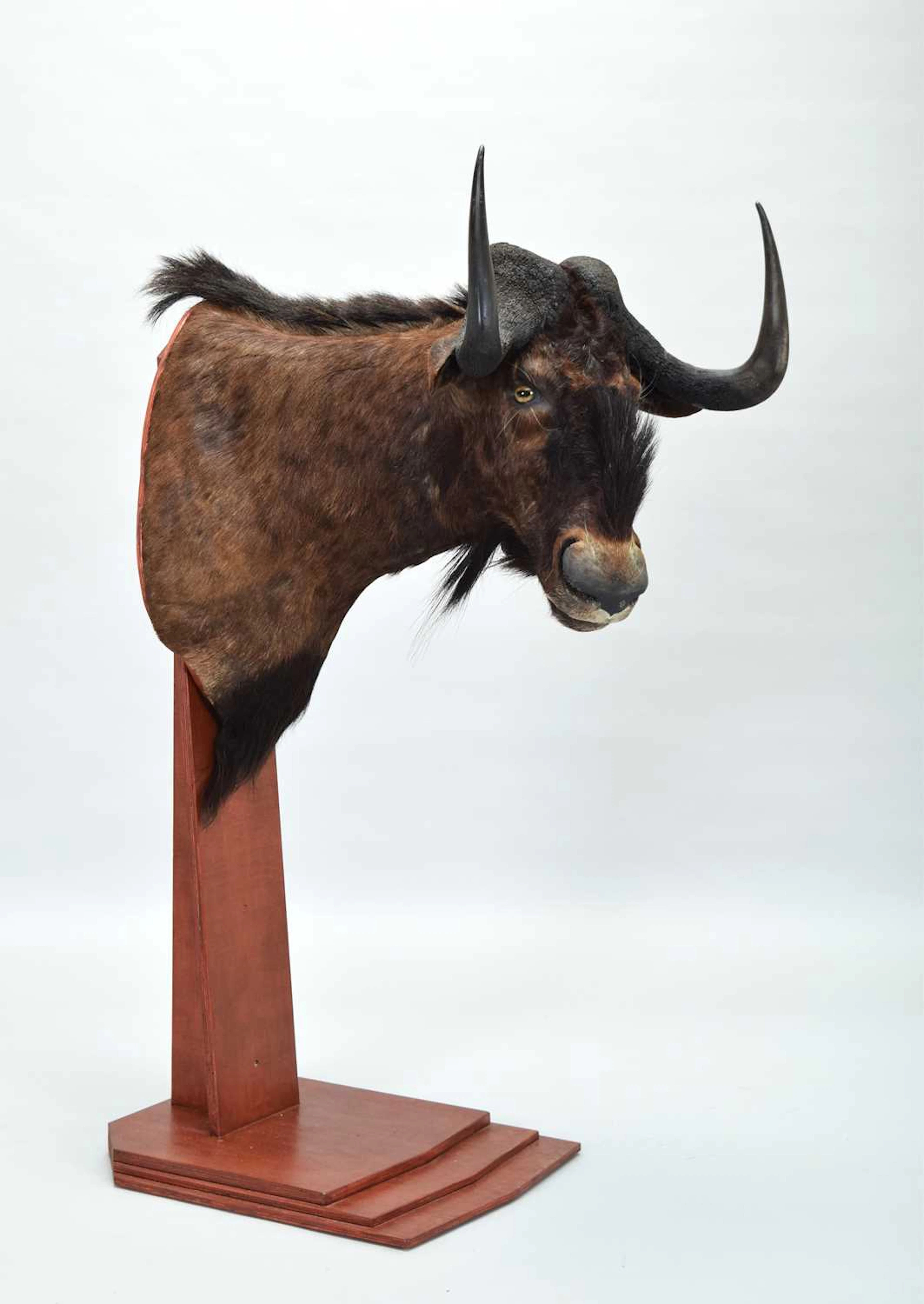 Taxidermy: Black Wildebeest Pedestal Mount (Connochaetes gnou), 2015