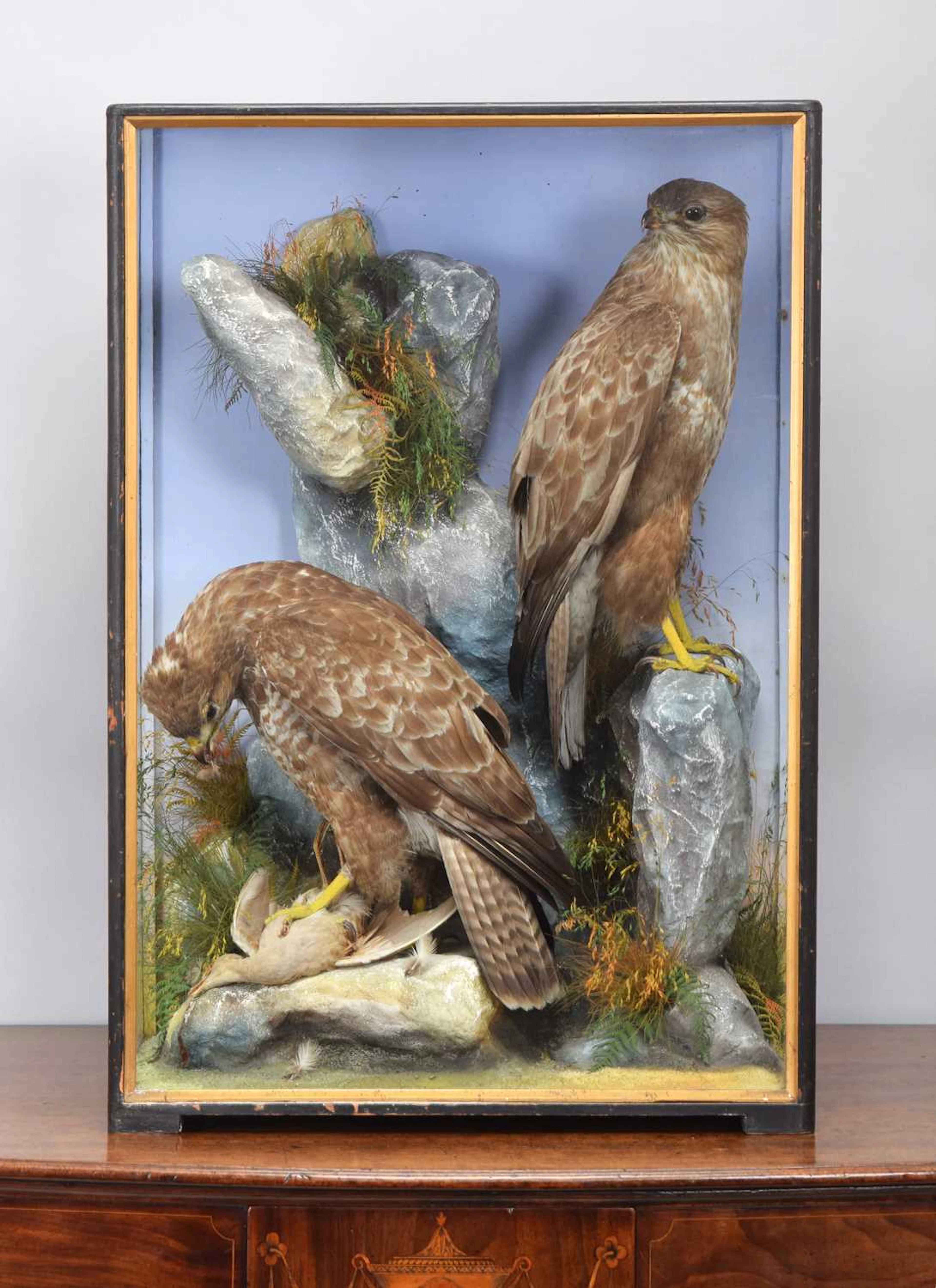 Taxidermy: A Cased Pair of Common Buzzards (Buteo buteo), 1860-1942