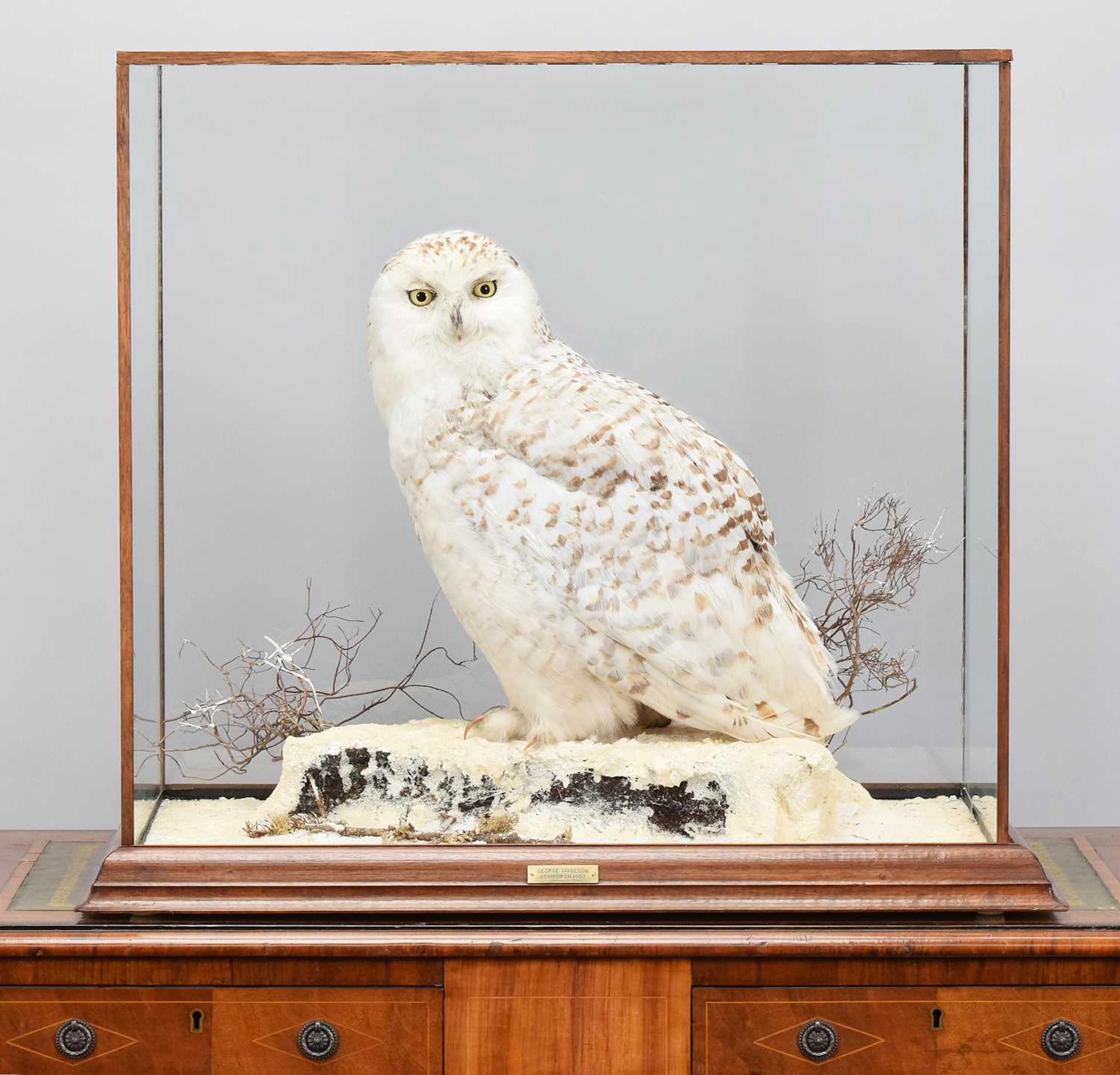 Taxidermy: A Cased Snowy Owl (Bubo scandiacus), dated 1982, by George
