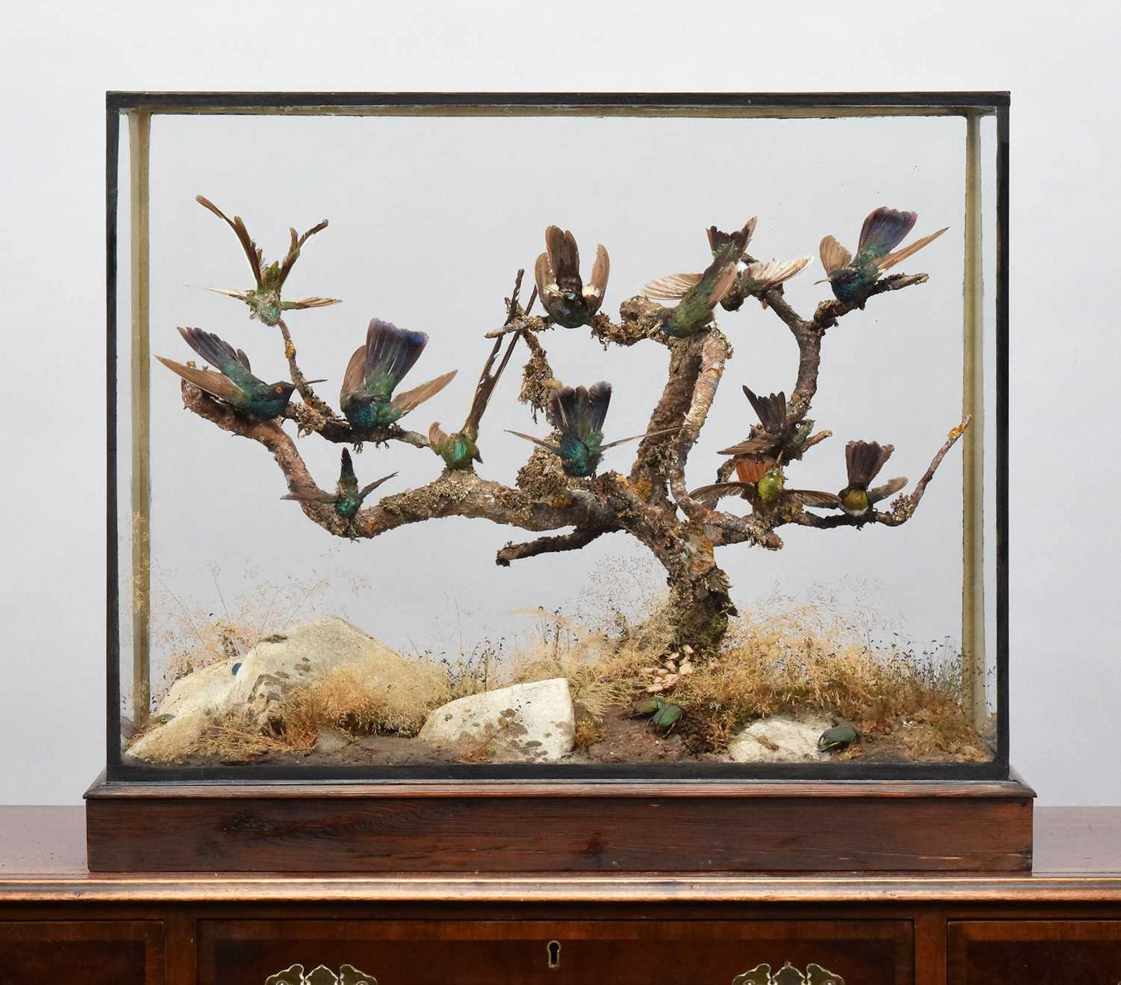Taxidermy: A Late Victorian Diorama of Tropical Hummingbirds, circa