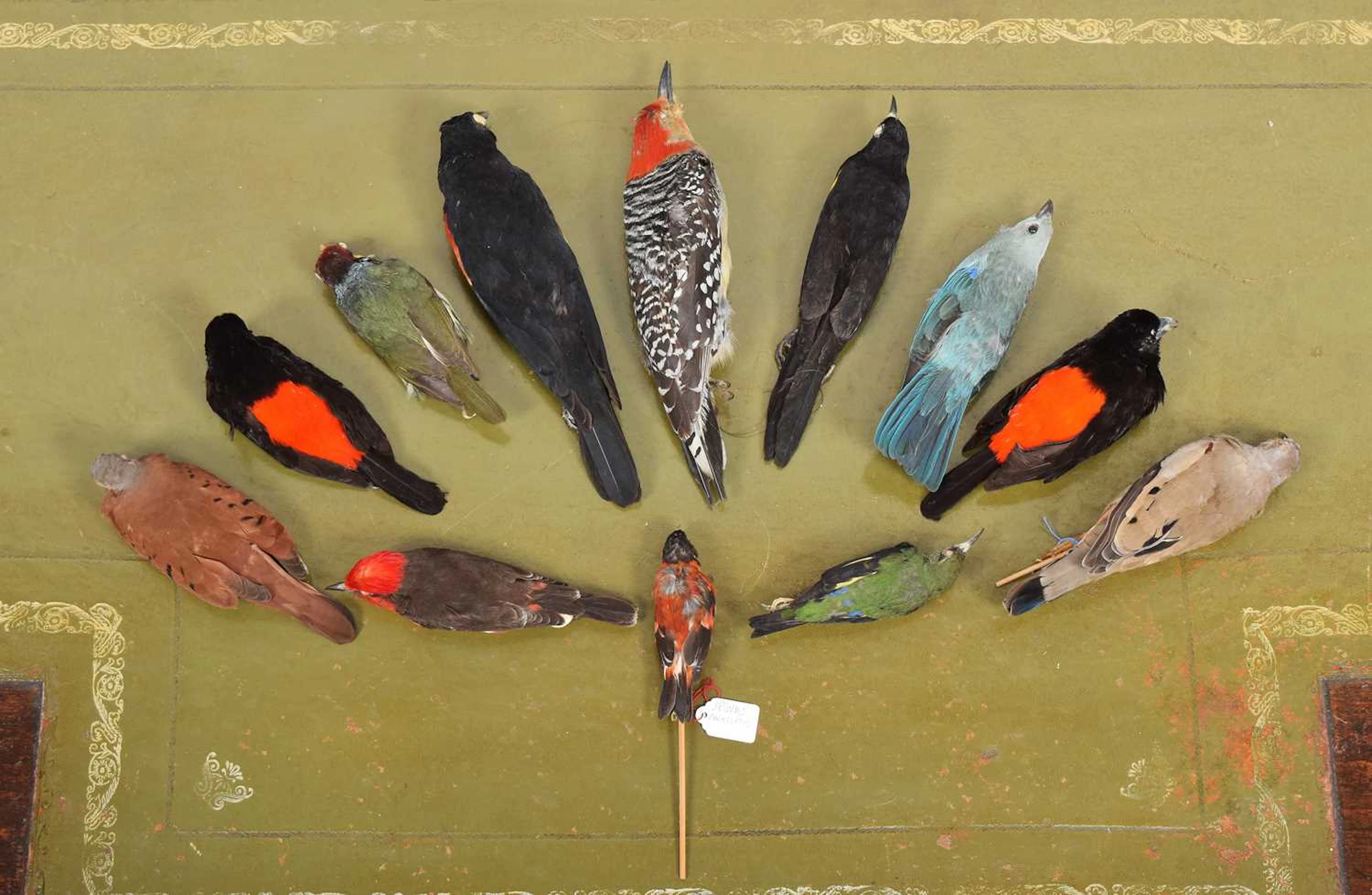 Taxidermy: A Group of North & South American Bird Study Skins, late