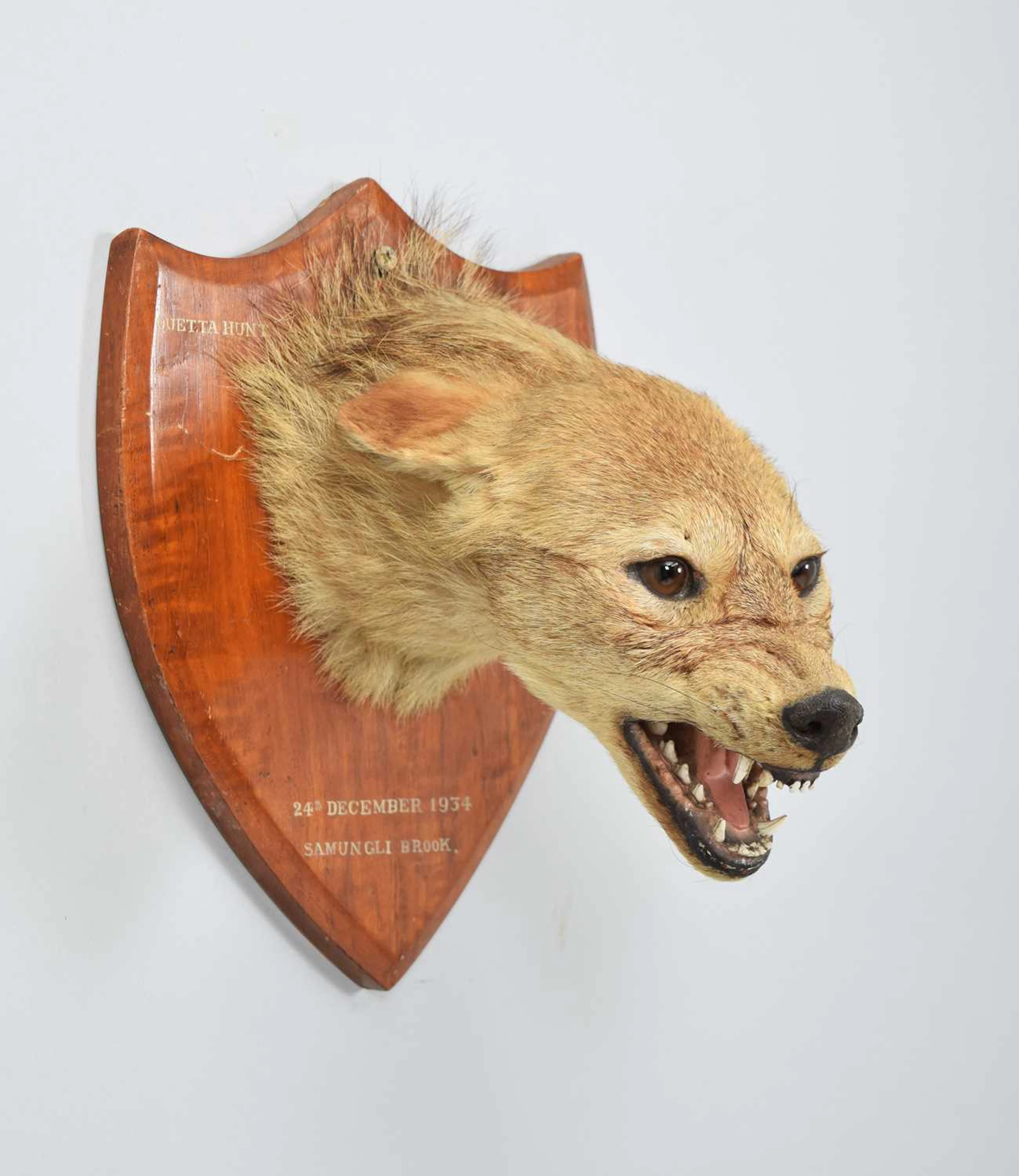 Taxidermy: Indian Jackal (Canis aureus indicus), dated 1934, by Van