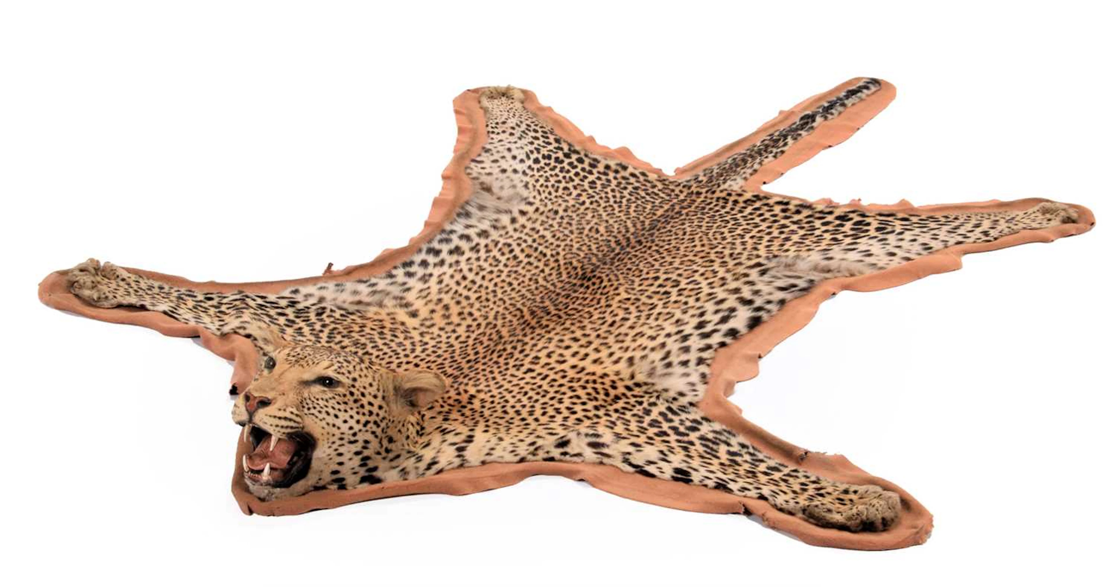 Taxidermy: African Leopard Skin Rug (Panthera pardus pardus), dated