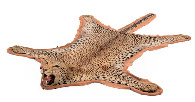 Taxidermy: African Leopard Skin Rug (Panthera pardus pardus), dated