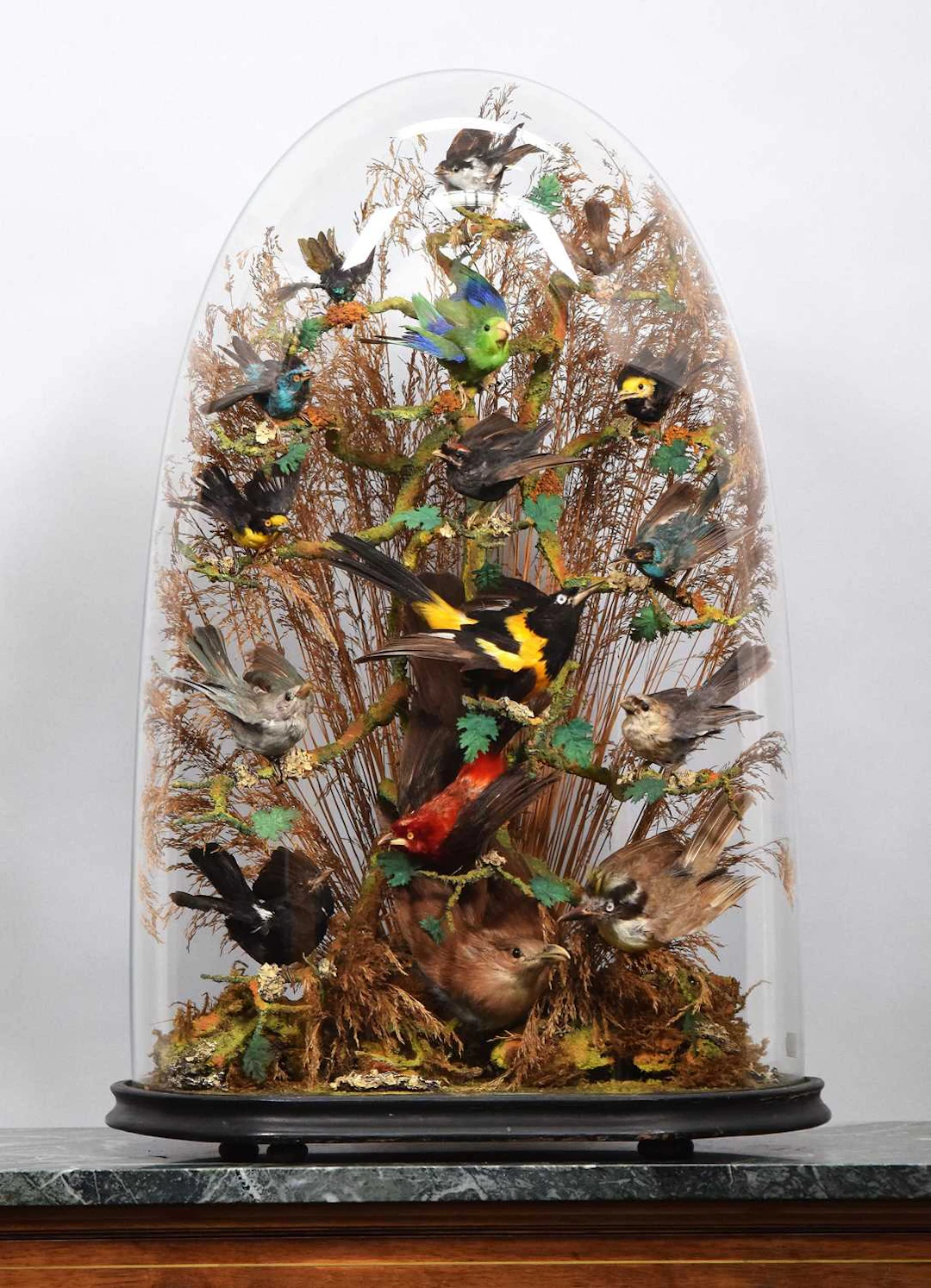Taxidermy: A Late Victorian Dome of Tropical Birds, circa 1870-1900
