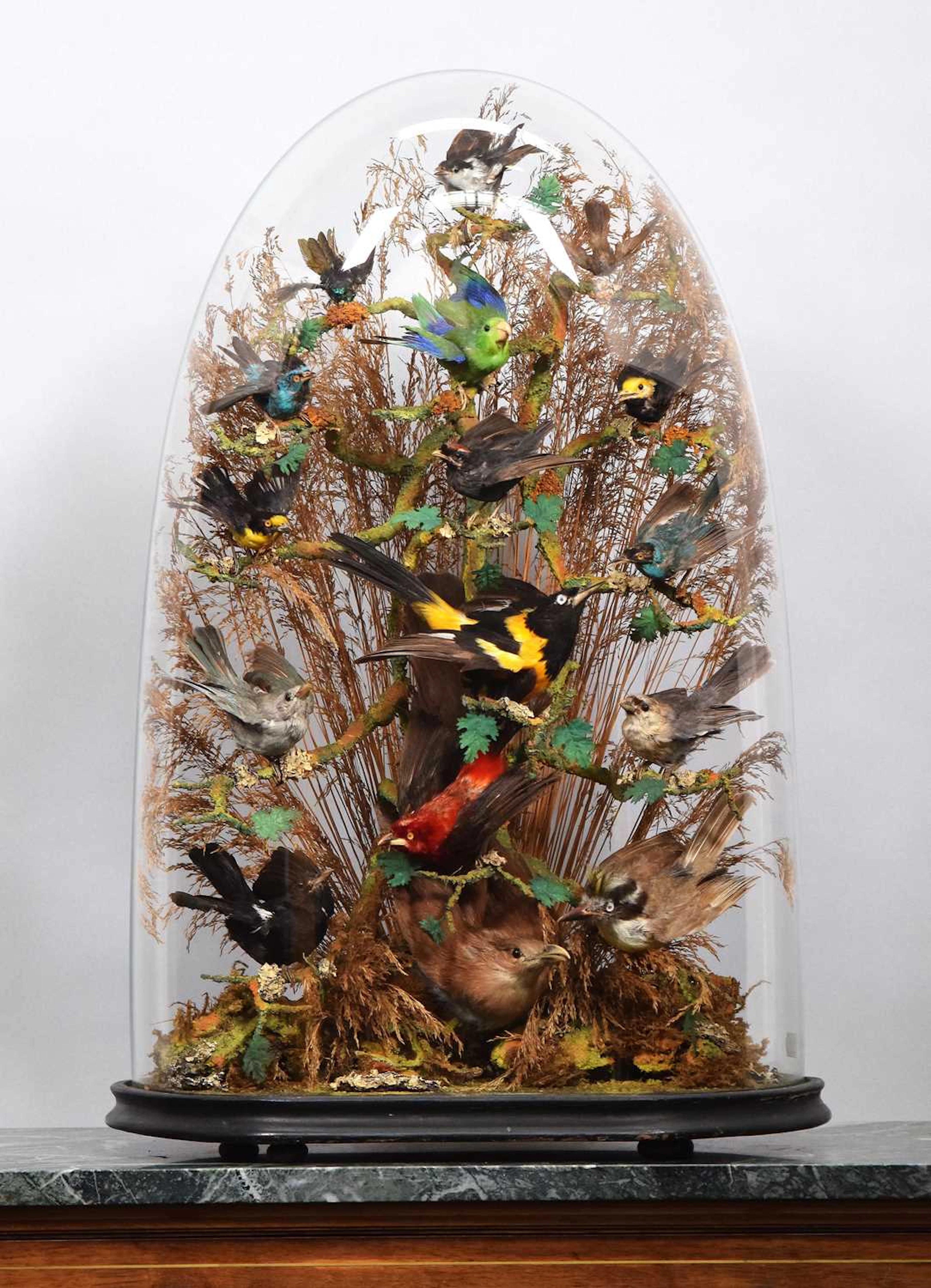 Taxidermy: A Late Victorian Dome of Tropical Birds, circa 1870-1900