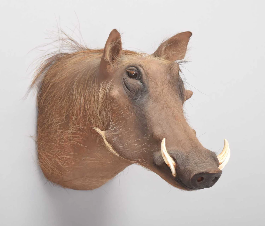 Taxidermy: Common Warthog (Phacochoerus africanus), 2001, by Zululand