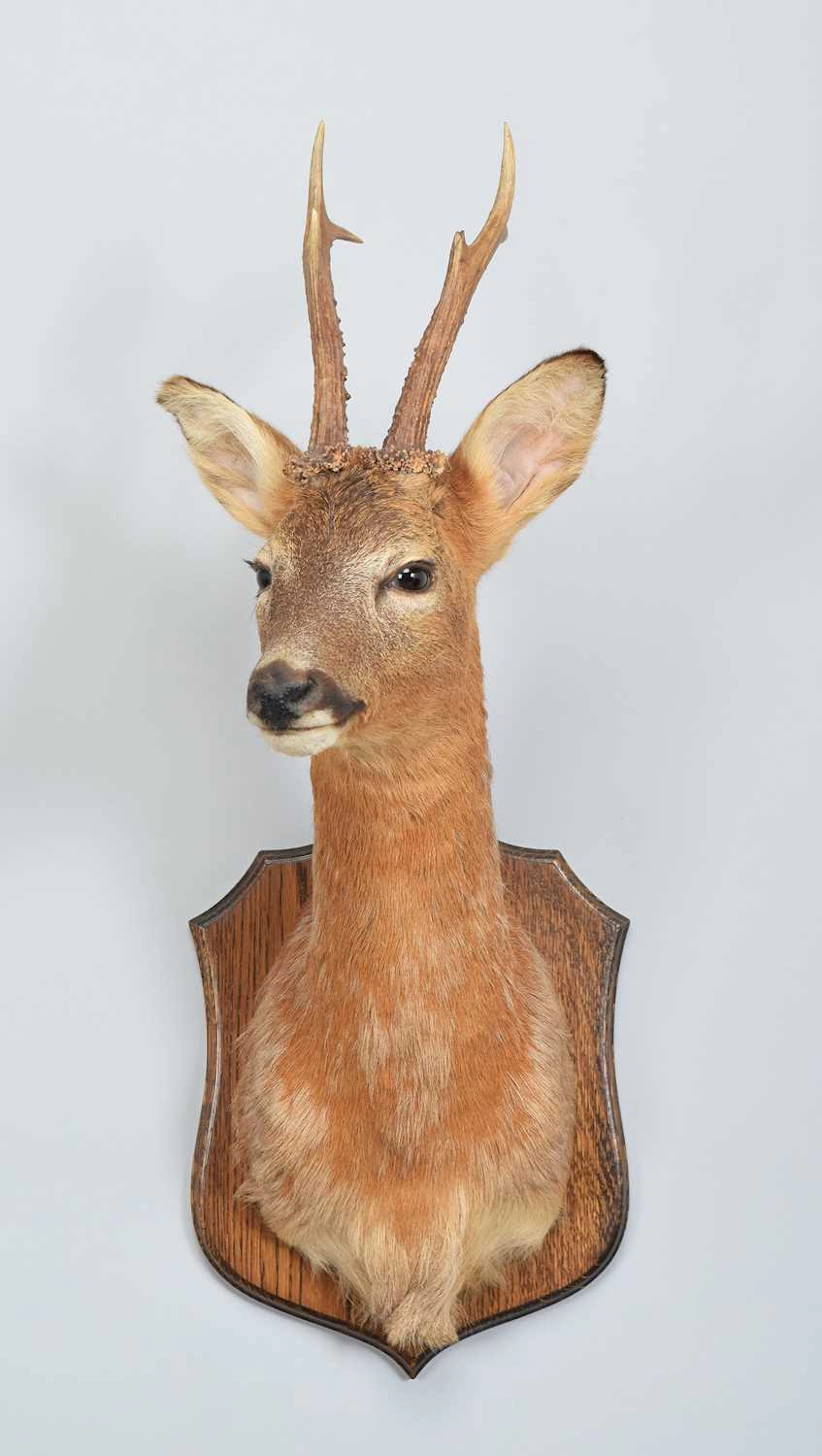 Taxidermy: European Roe Deer (Capreolus capreolus), modern, (Capreolus
