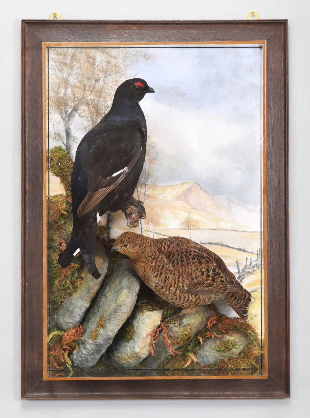 Taxidermy: A Wall Cased Pair of Black Grouse, dated 2024, by A.J.