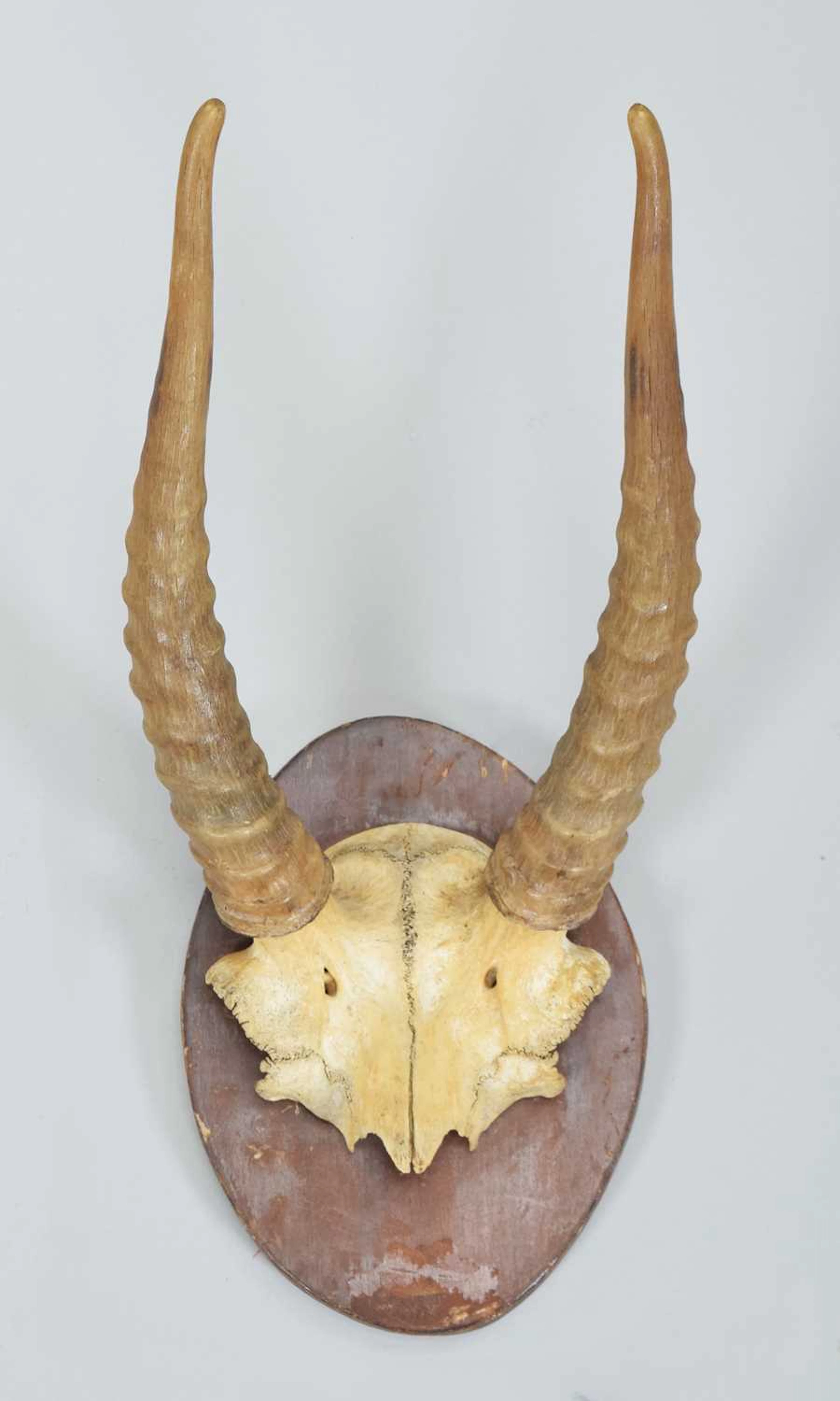 Horns/Antlers: A Set of Rare Russian Saiga Horns (Saiga tatarica)