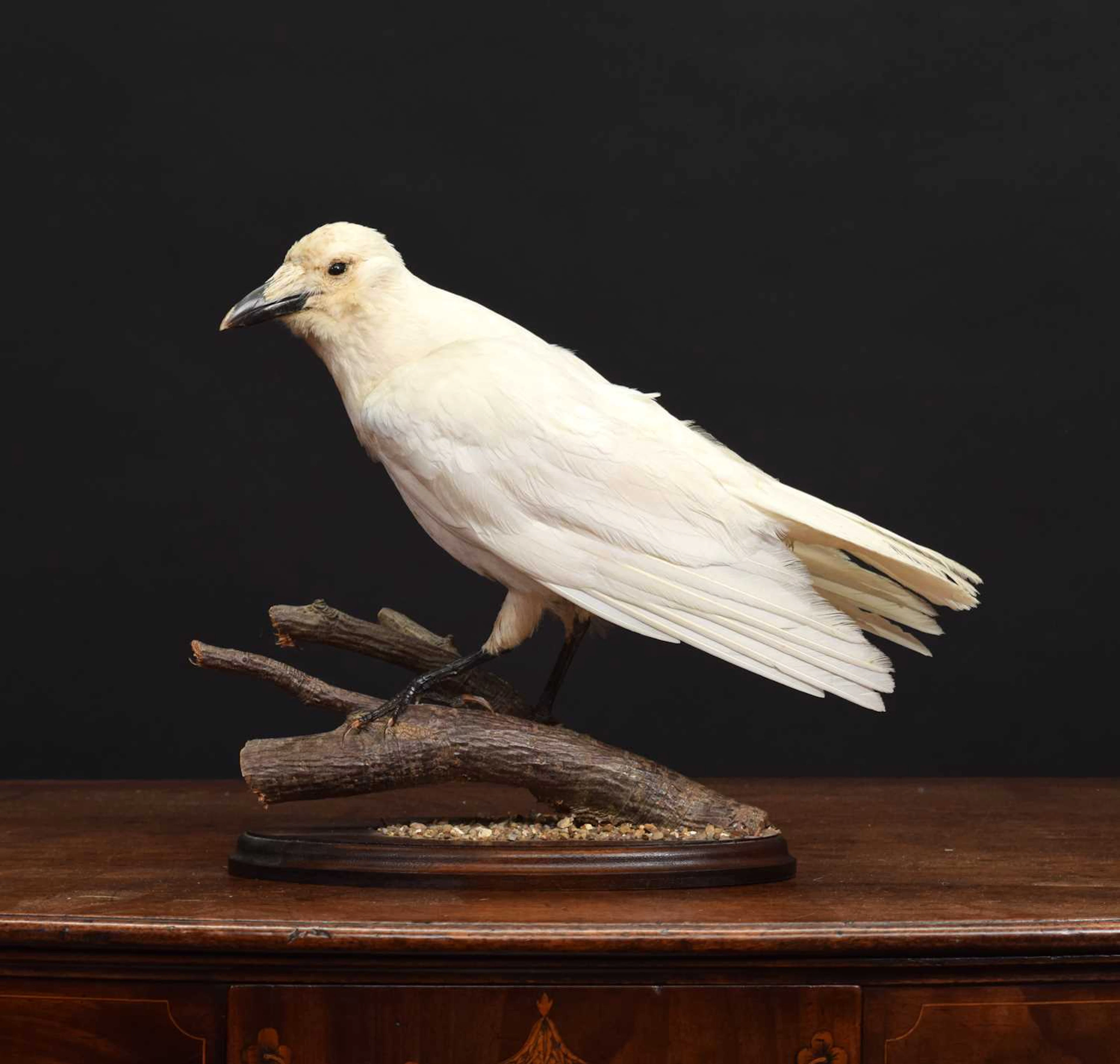 Taxidermy: A Leucistic Carrion Crow (Corvus caroone), modern, (Corvus caroone)