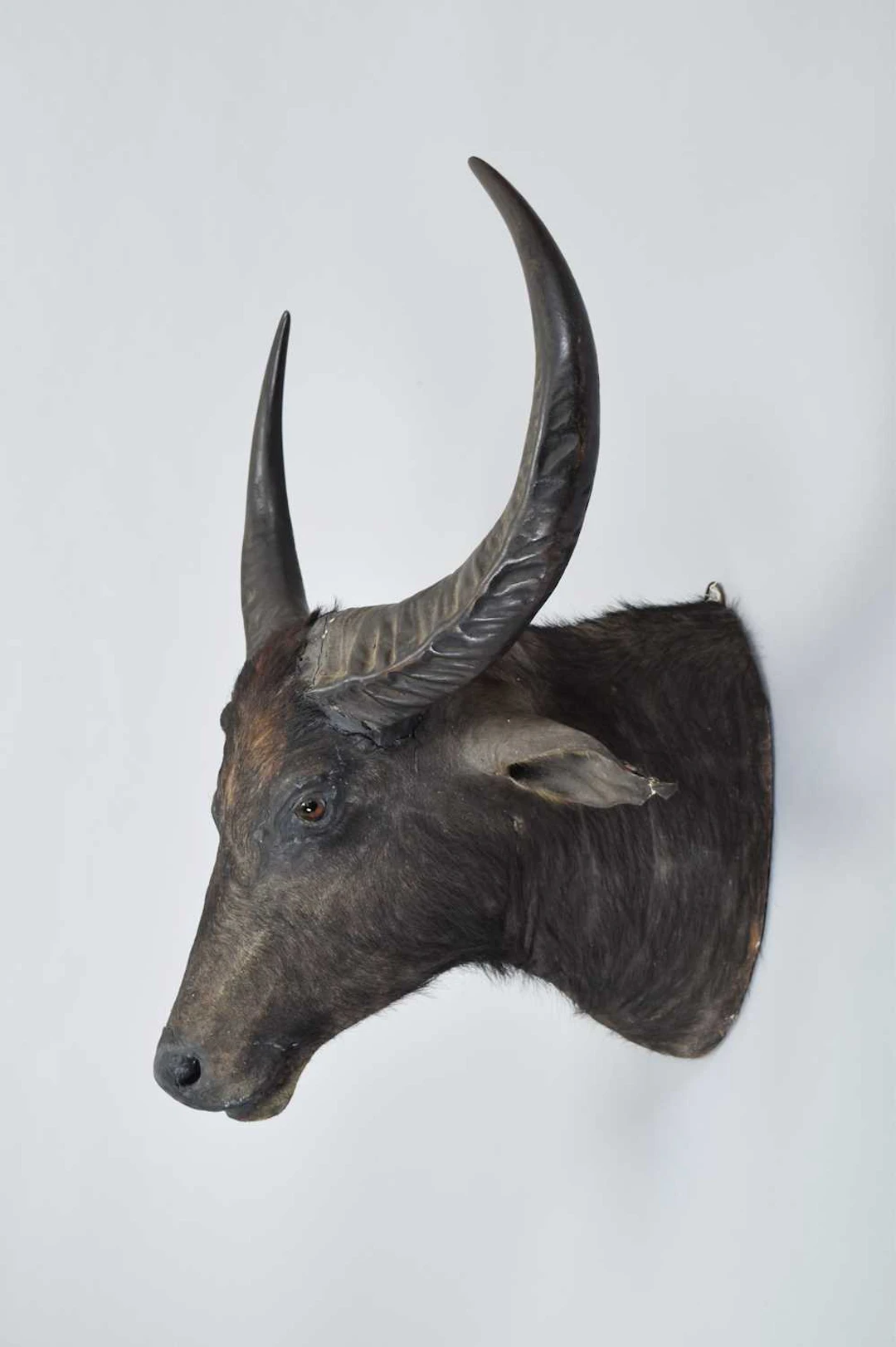 Taxidermy: Asian Water Buffalo (Bubalus arnee), circa 1891-1921, by