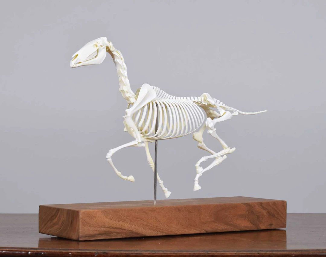 Natural History: A Model of a Galloping Horse titled "The Invisible