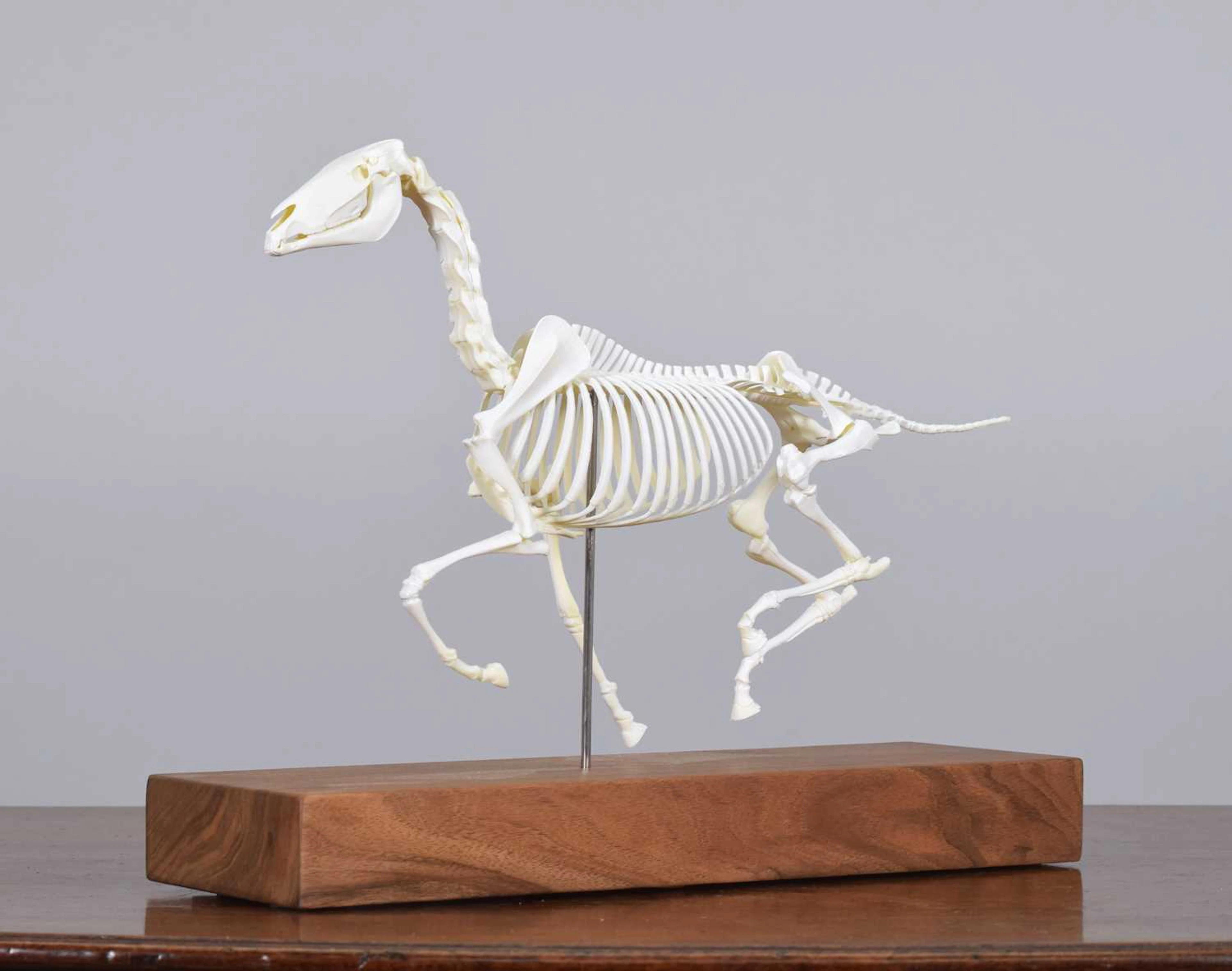 Natural History: A Model of a Galloping Horse titled "The Invisible