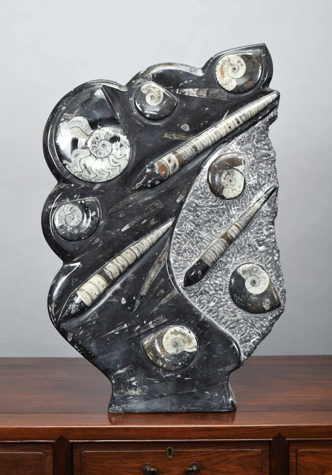 Fossils/Minerals: A Large Freeform Orthoceras and Ammonite Specimen