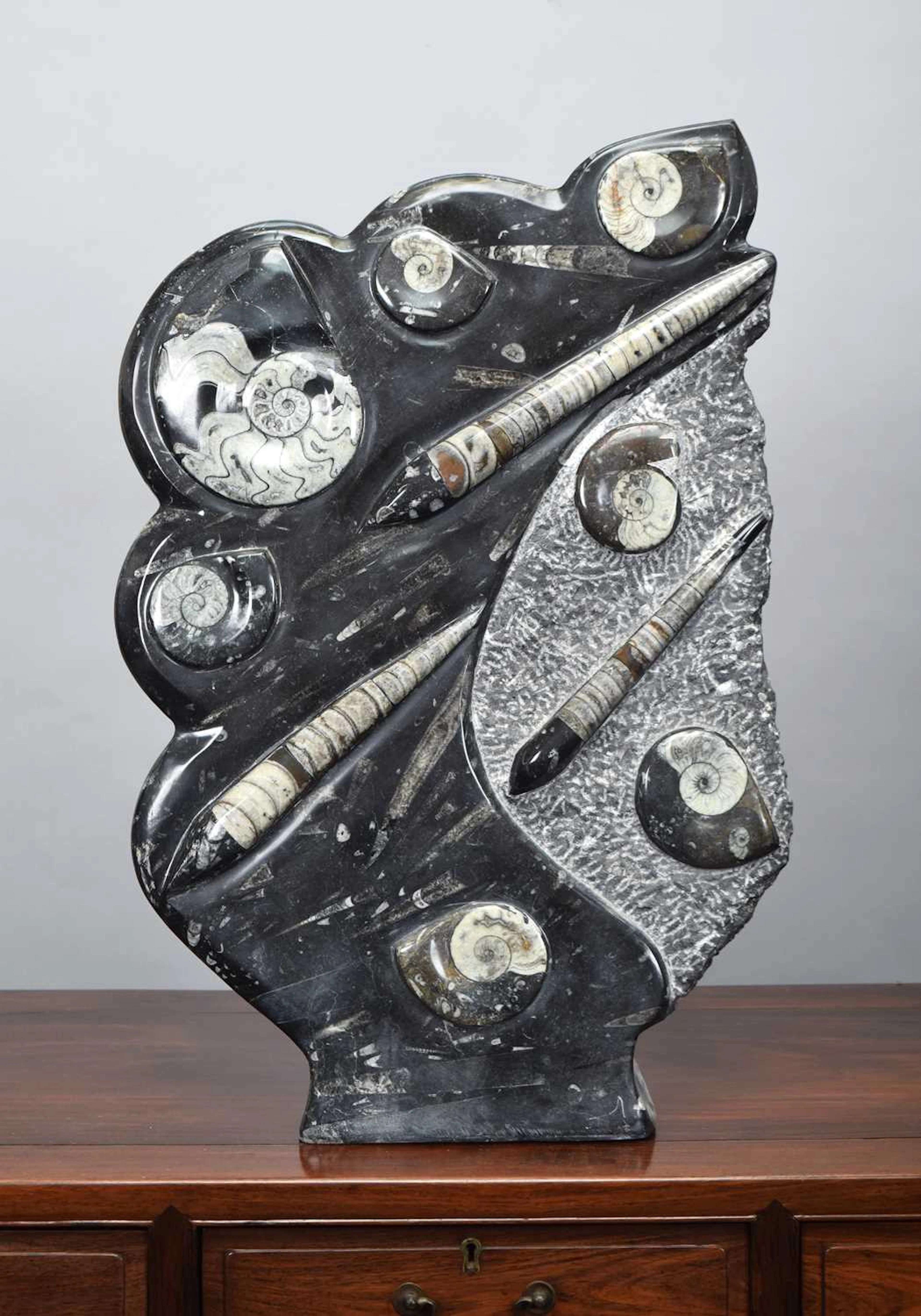 Fossils/Minerals: A Large Freeform Orthoceras and Ammonite Specimen